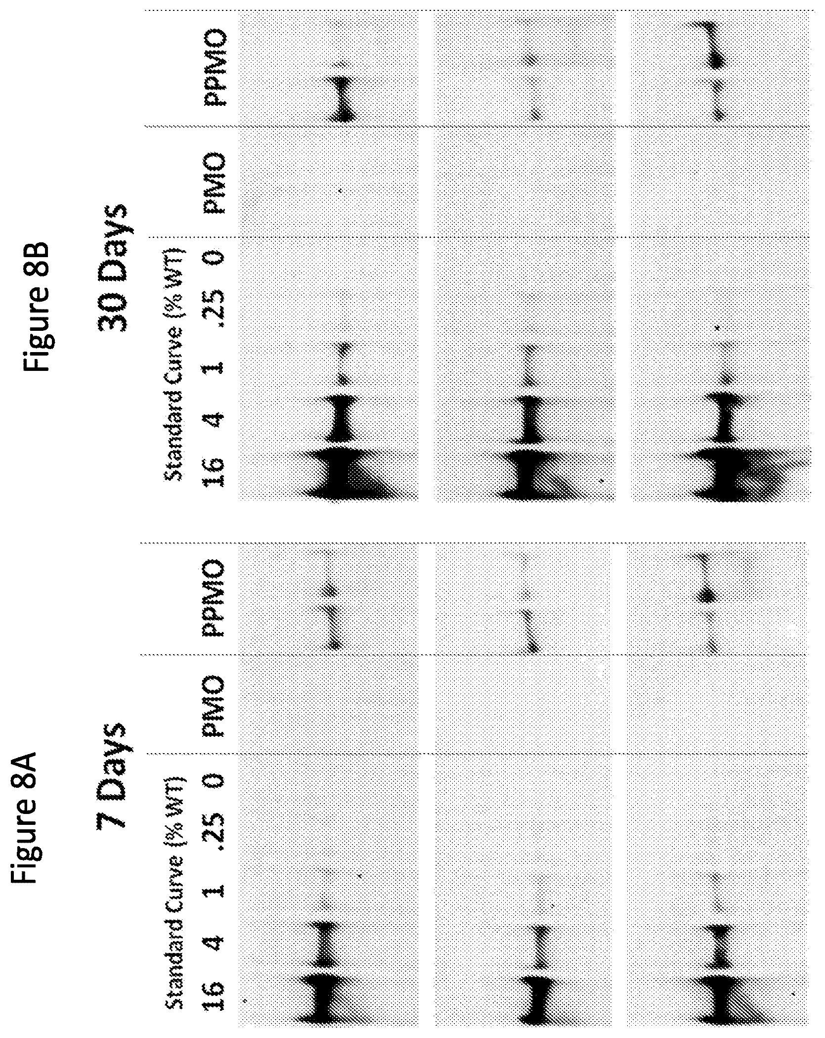 Patent US12377150 Figure 10 – Exon skipping oligomer conjugates for muscular dystrophy