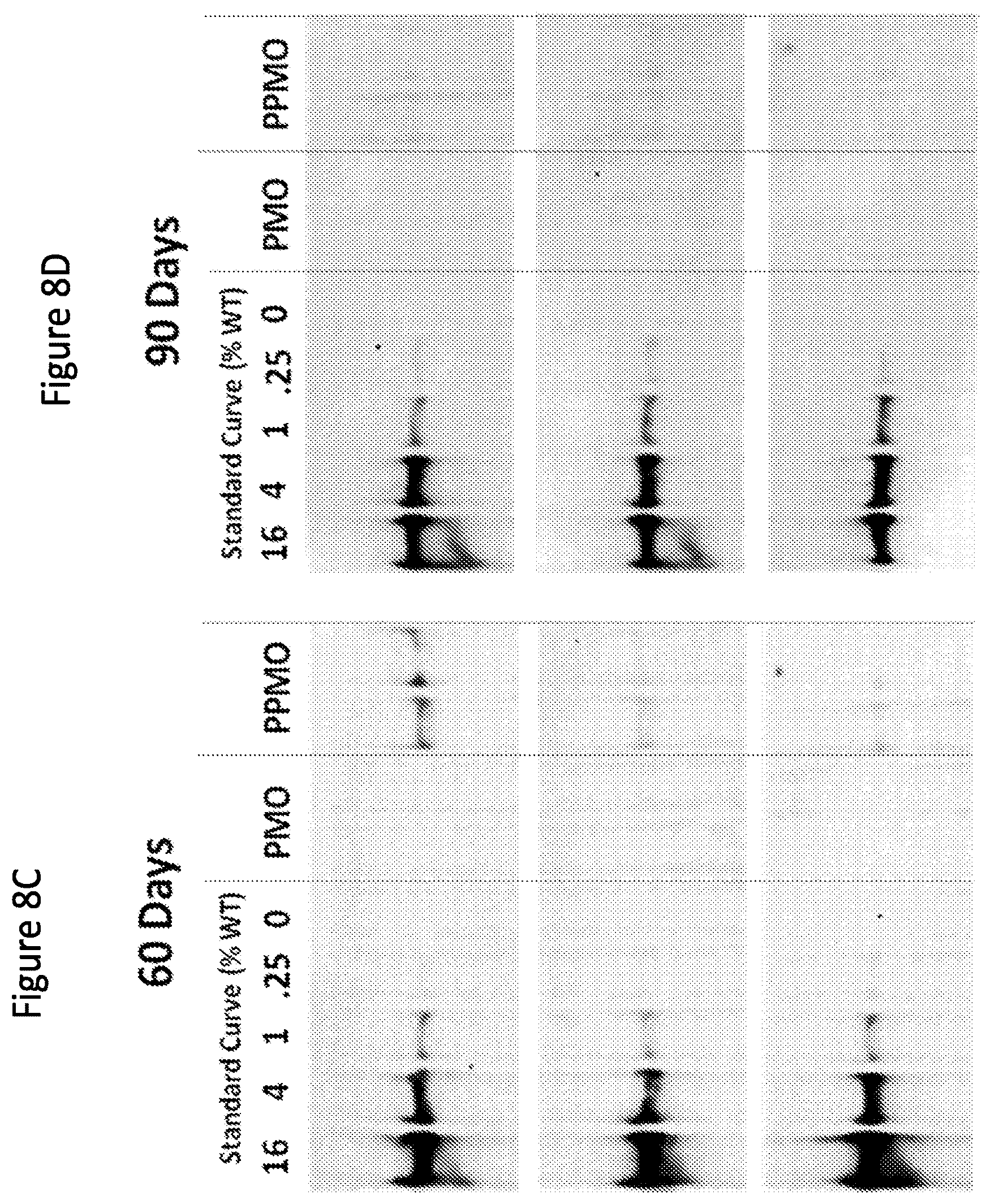 Patent US12377150 Figure 11 – Exon skipping oligomer conjugates for muscular dystrophy