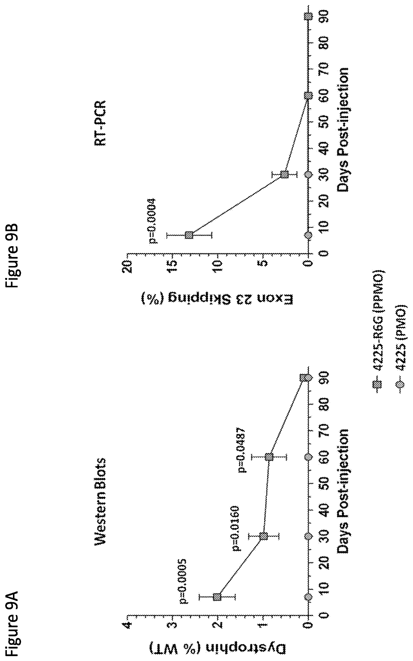 Patent US12377150 Figure 12 – Exon skipping oligomer conjugates for muscular dystrophy