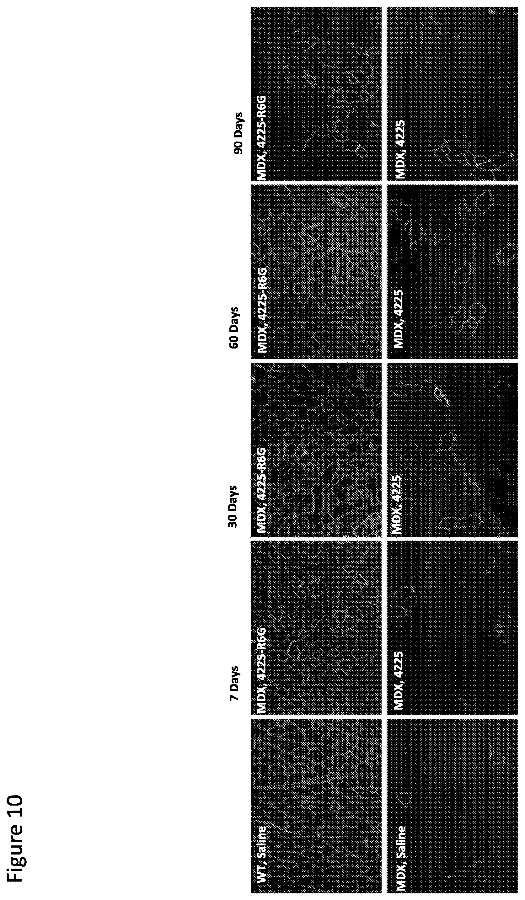 Patent US12377150 Figure 13 – Exon skipping oligomer conjugates for muscular dystrophy