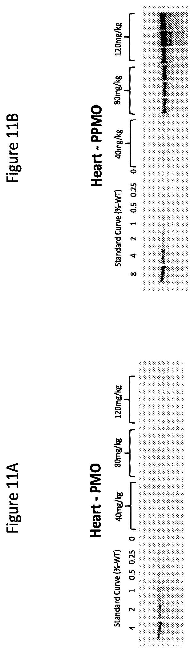 Patent US12377150 Figure 14 – Exon skipping oligomer conjugates for muscular dystrophy