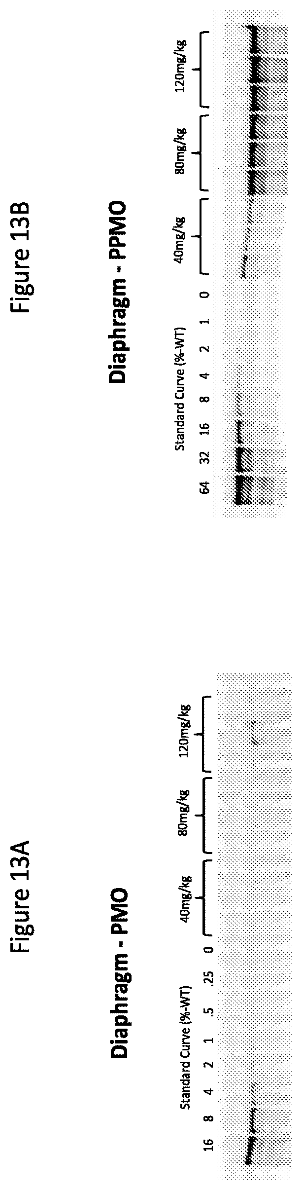 Patent US12377150 Figure 16 – Exon skipping oligomer conjugates for muscular dystrophy