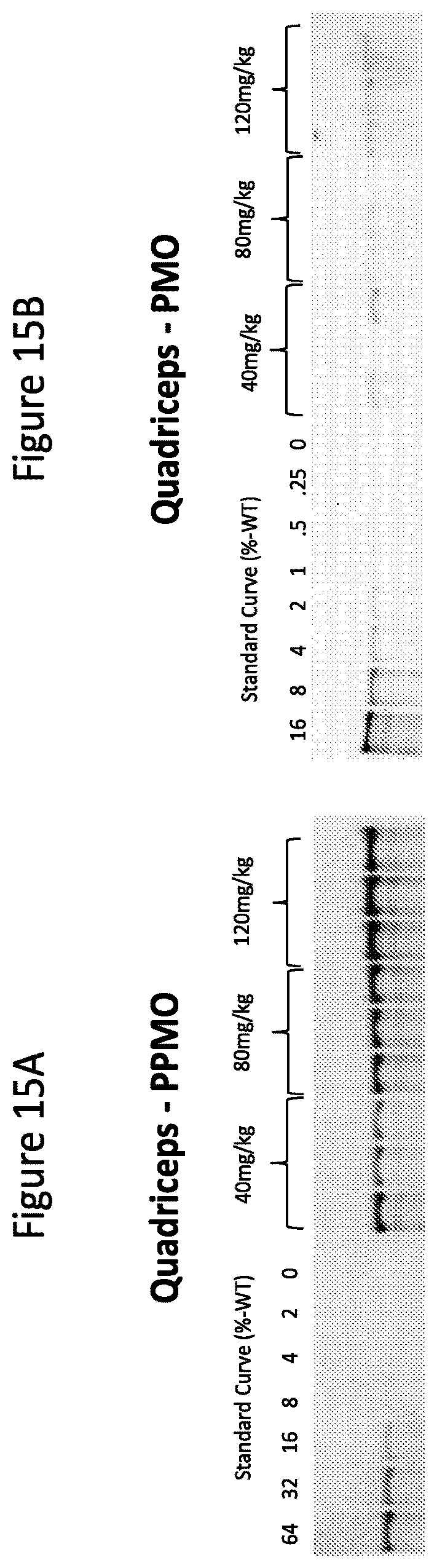 Patent US12377150 Figure 18 – Exon skipping oligomer conjugates for muscular dystrophy