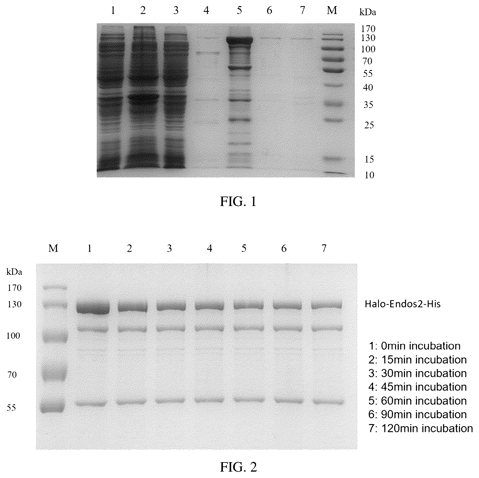 Patent US12377151 Figure 1 – Immobilized endoglycosidase fusion protein and use thereof