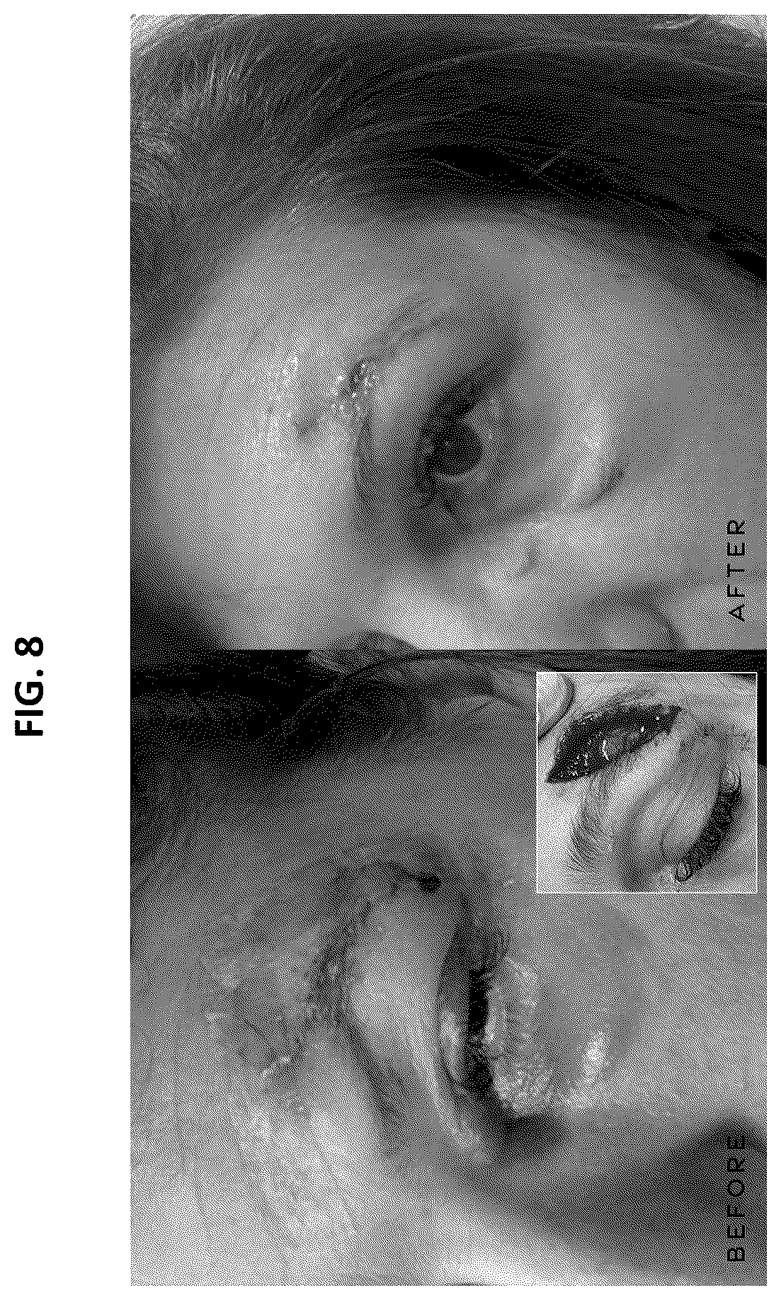 Patent US12377156 Figure 7 – Compositions and methods for treatment of wounds and inflammatory skin conditions