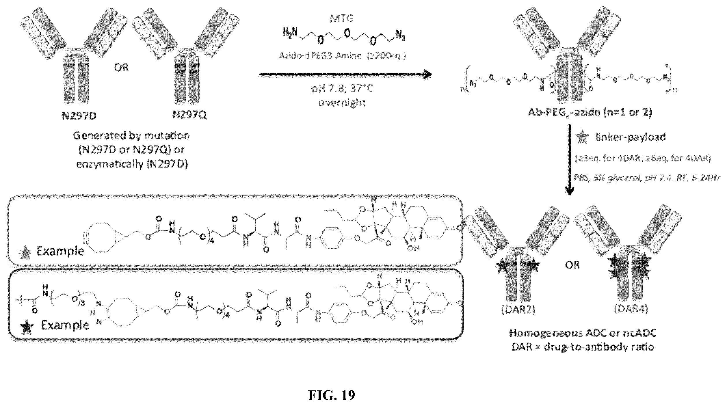 Patent US12377159 Figure 19 – Steroids and protein-conjugates thereof