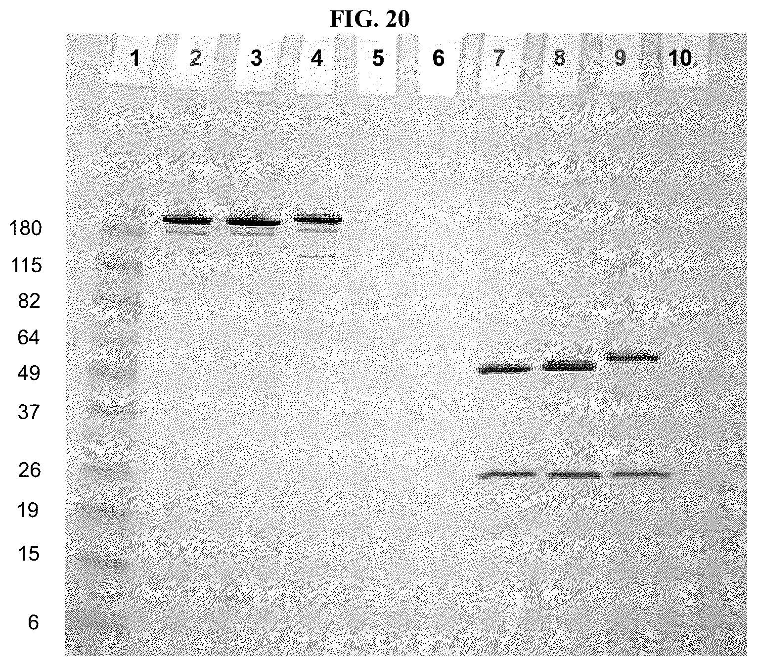 Patent US12377159 Figure 20 – Steroids and protein-conjugates thereof