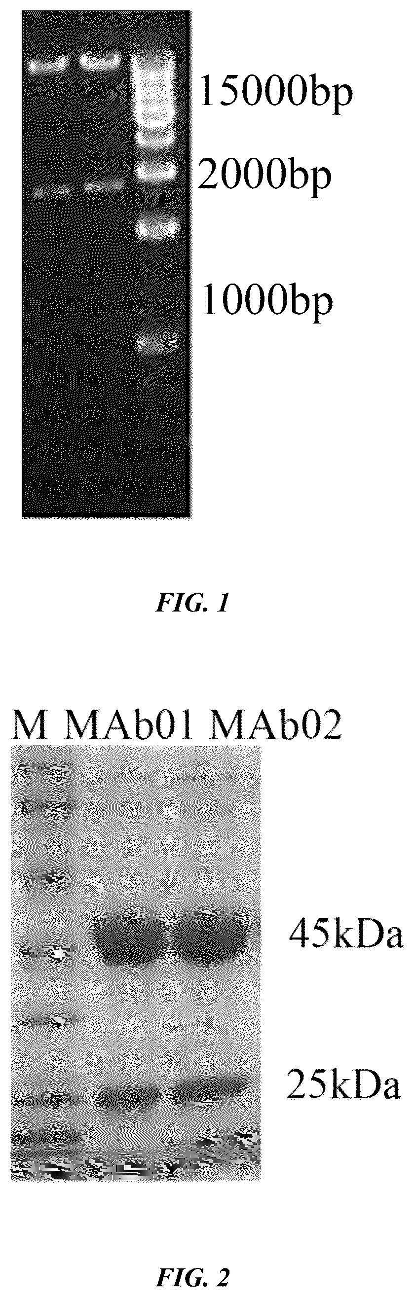 Patent US12377160 Figure 1 – Humanized anti-tissue factor antibody, antibody-drug conjugate prepared therefrom and use thereof