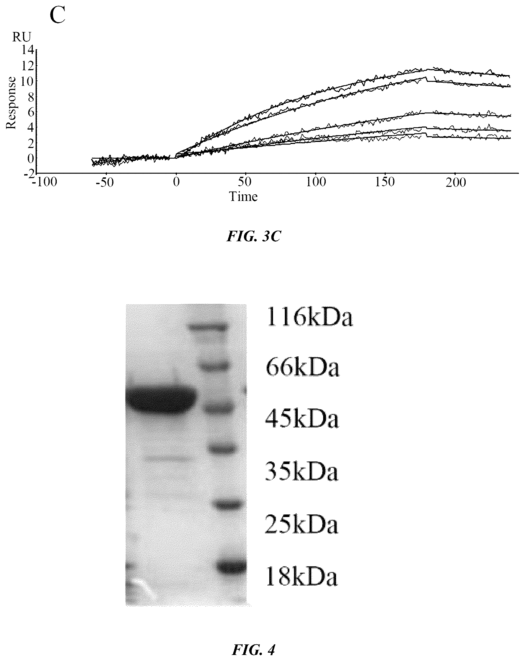 Patent US12377160 Figure 3 – Humanized anti-tissue factor antibody, antibody-drug conjugate prepared therefrom and use thereof