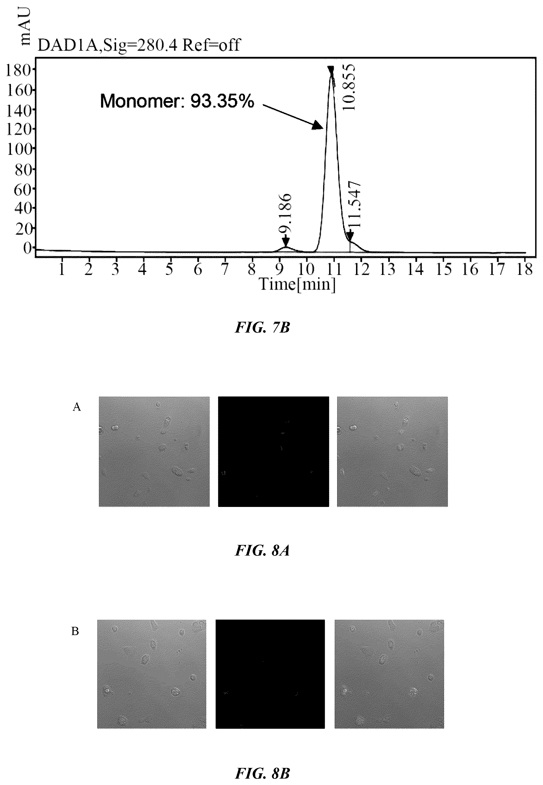 Patent US12377160 Figure 7 – Humanized anti-tissue factor antibody, antibody-drug conjugate prepared therefrom and use thereof