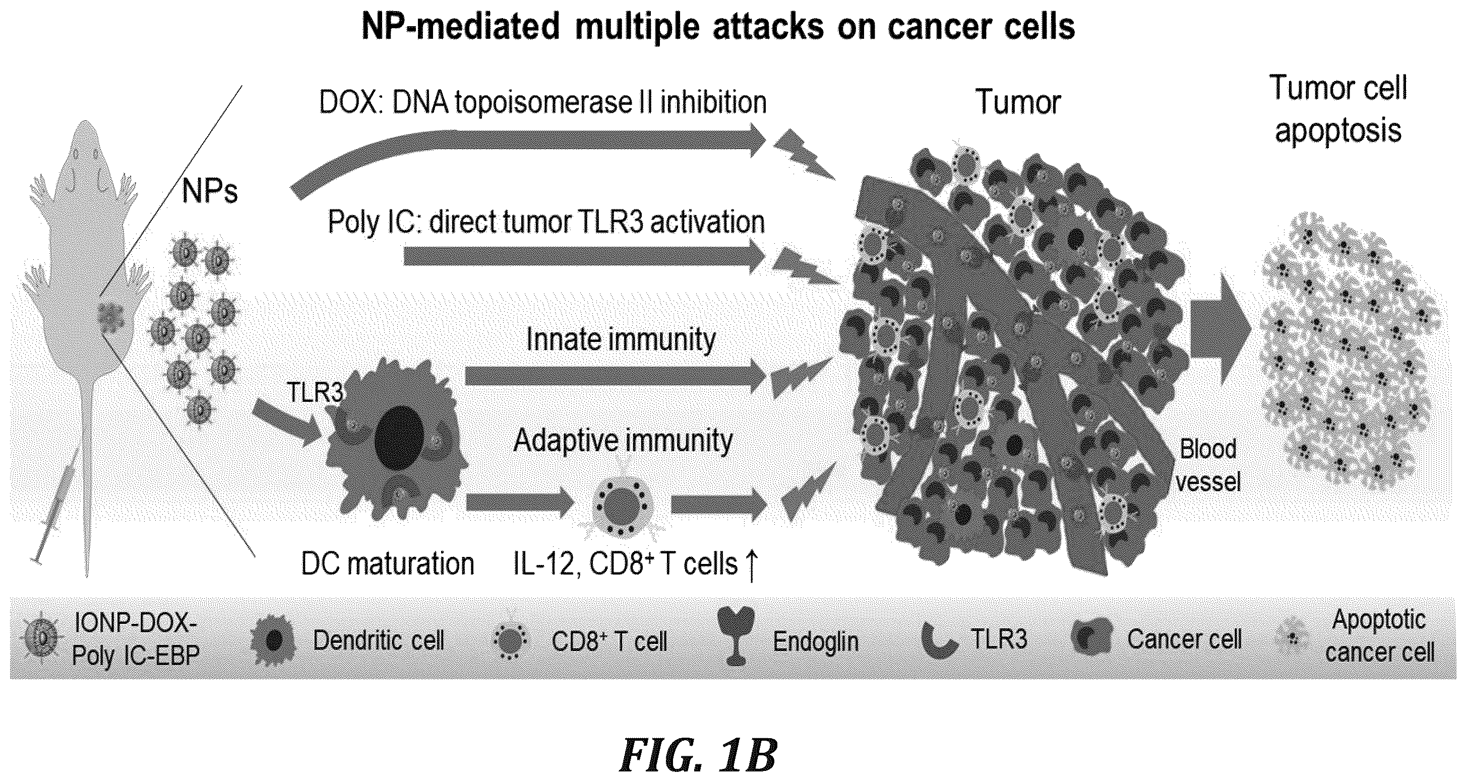 Patent US12377166 Figure 2 – Iron oxide nanoparticle for targeted chemo-immunotherapy