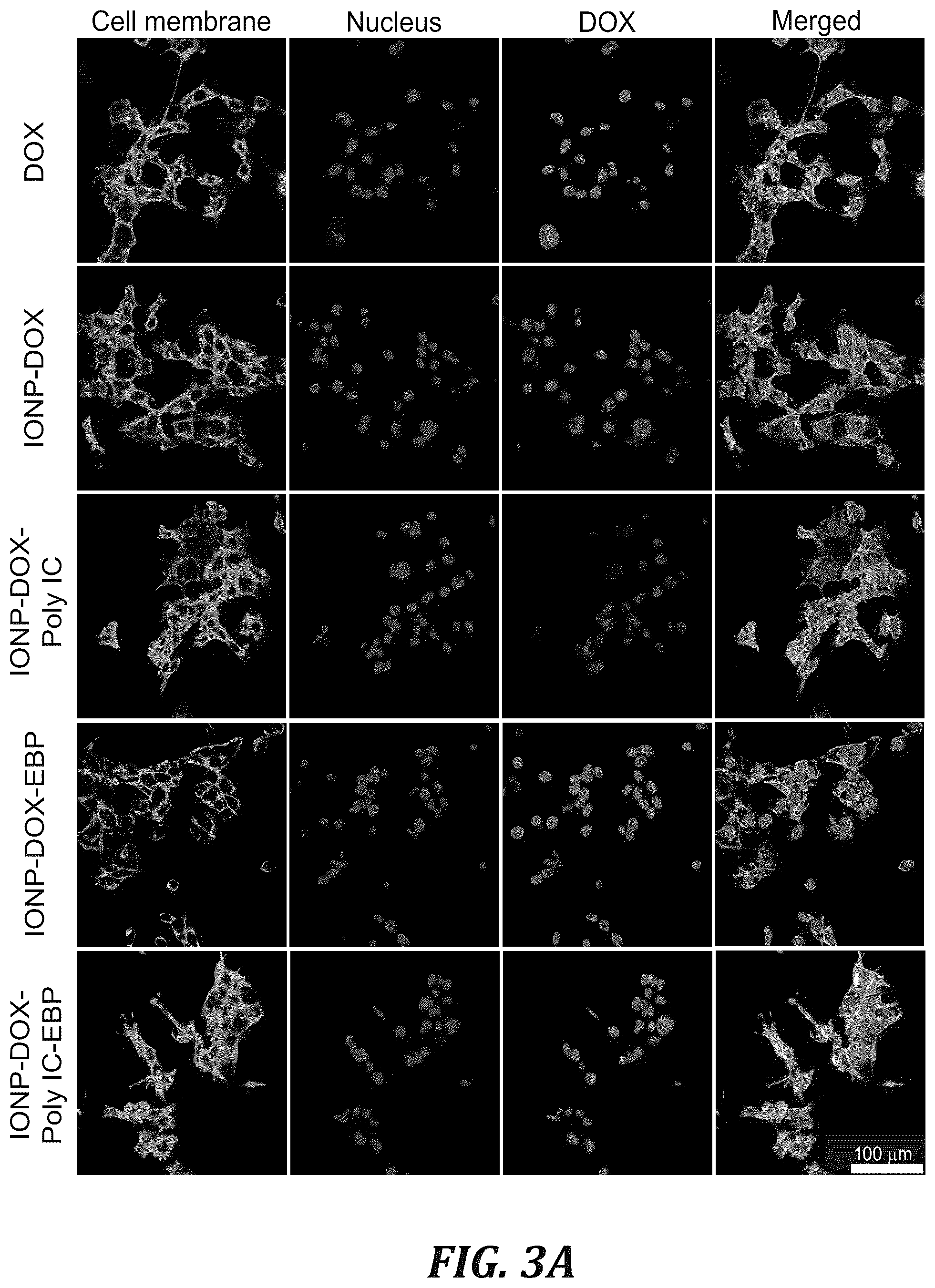 Patent US12377166 Figure 8 – Iron oxide nanoparticle for targeted chemo-immunotherapy