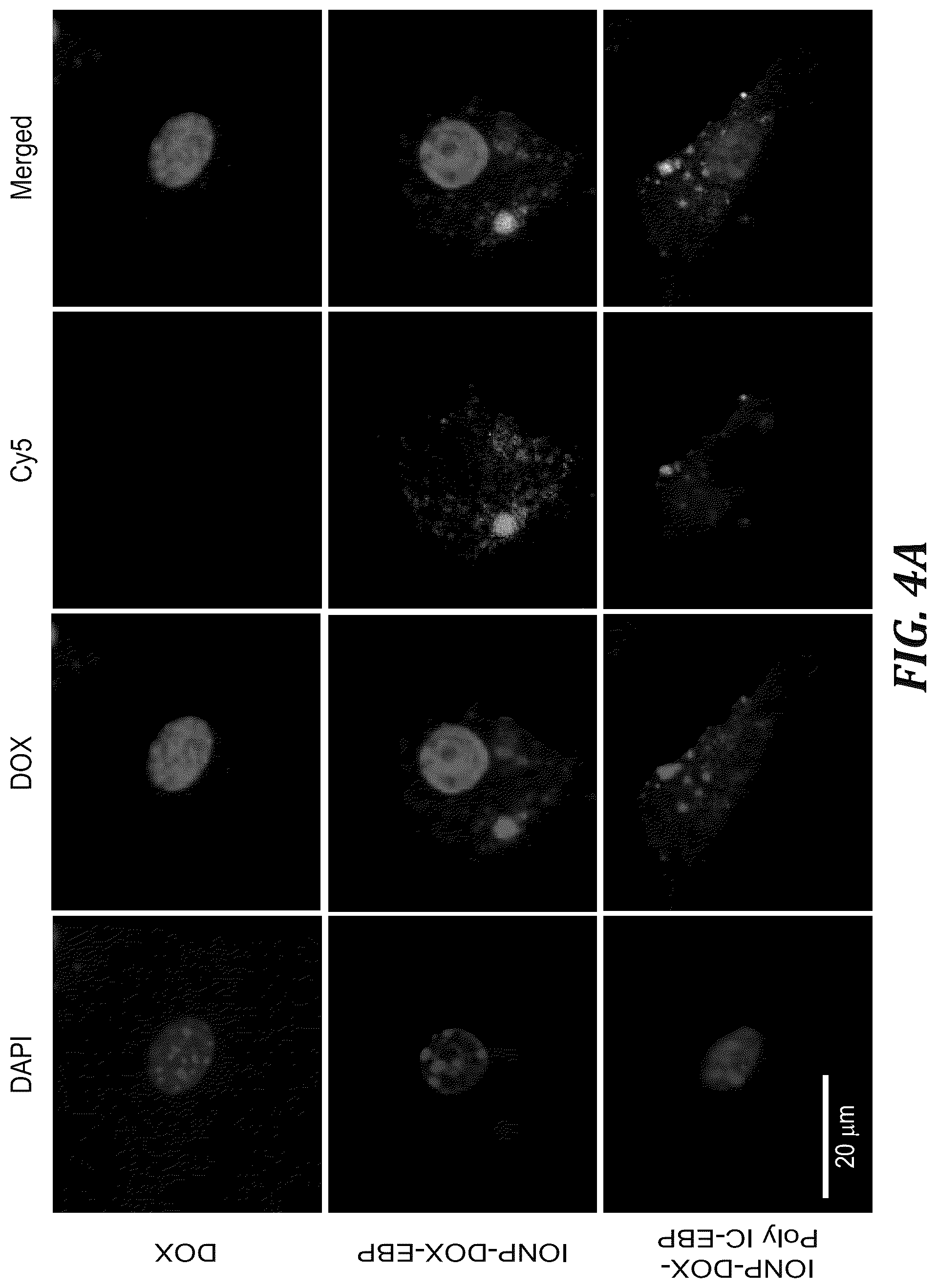 Patent US12377166 Figure 14 – Iron oxide nanoparticle for targeted chemo-immunotherapy