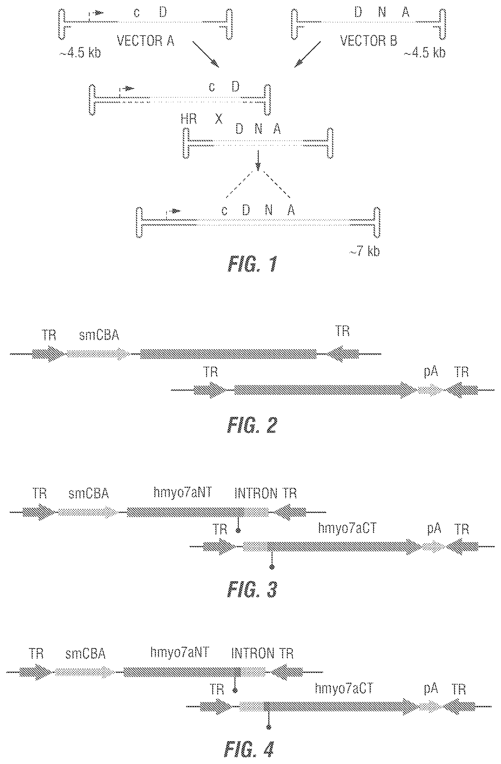 Patent US12377169 Figure 1 – Dual AAV-MYO7A vectors with improved safety for the treatment of USH1B