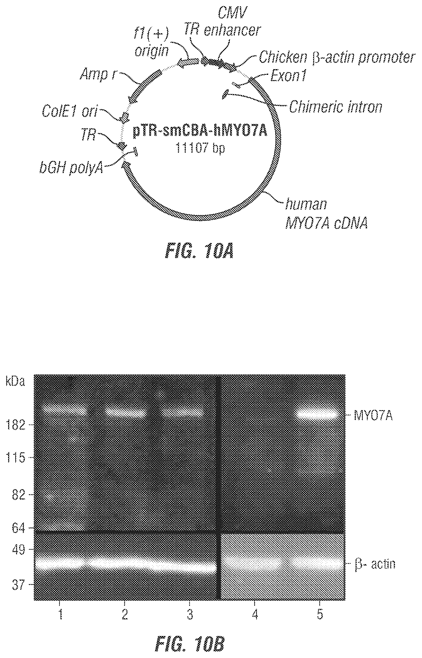 Patent US12377169 Figure 5 – Dual AAV-MYO7A vectors with improved safety for the treatment of USH1B
