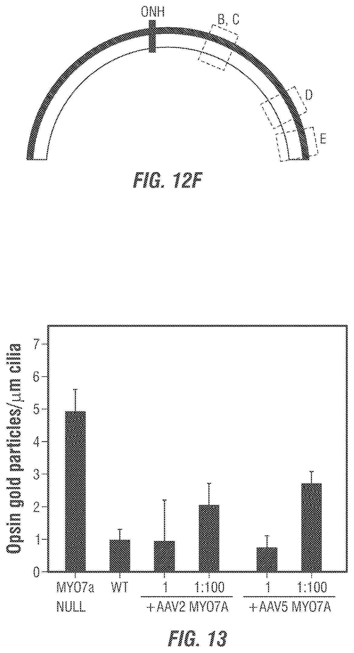 Patent US12377169 Figure 11 – Dual AAV-MYO7A vectors with improved safety for the treatment of USH1B