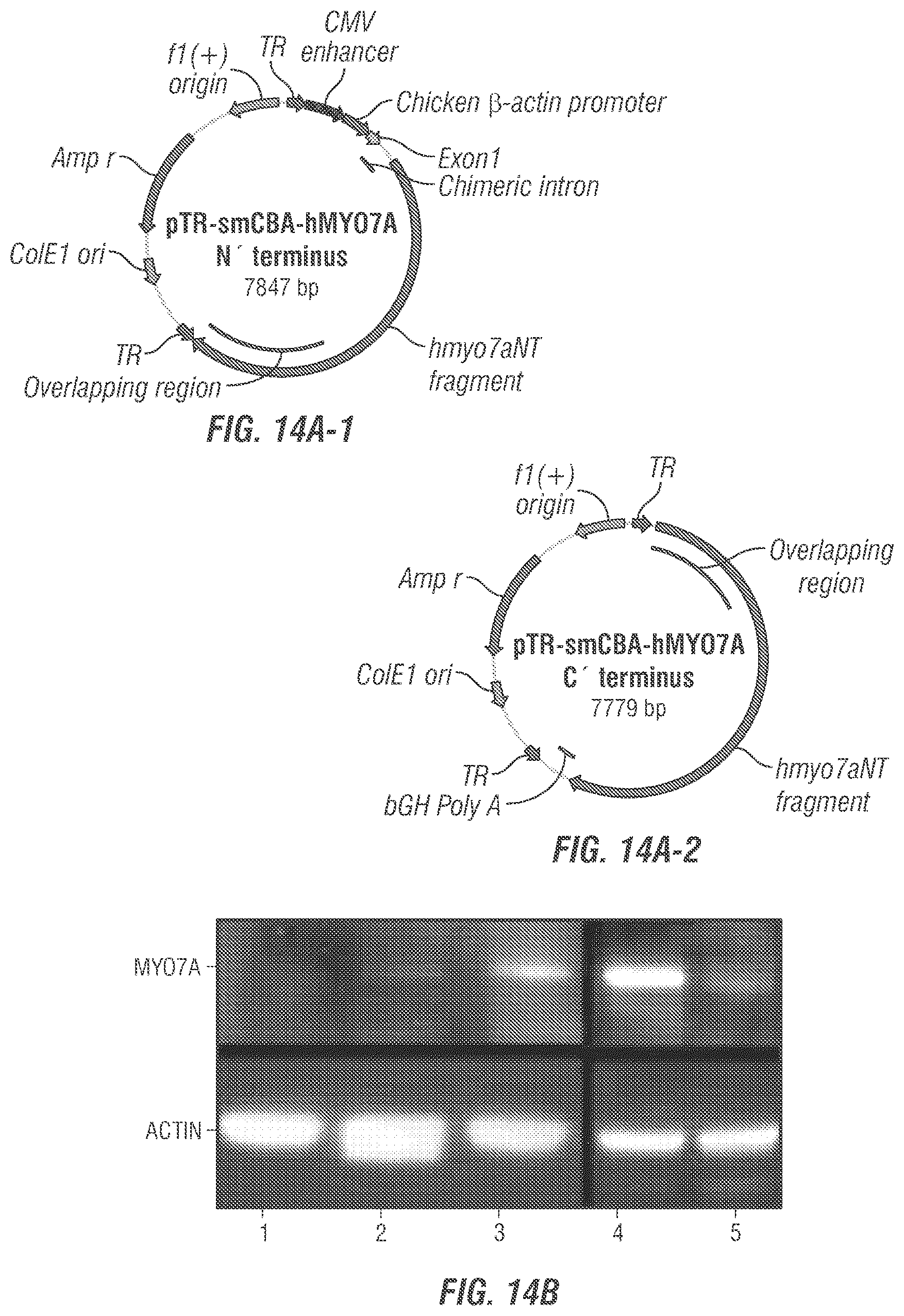 Patent US12377169 Figure 12 – Dual AAV-MYO7A vectors with improved safety for the treatment of USH1B