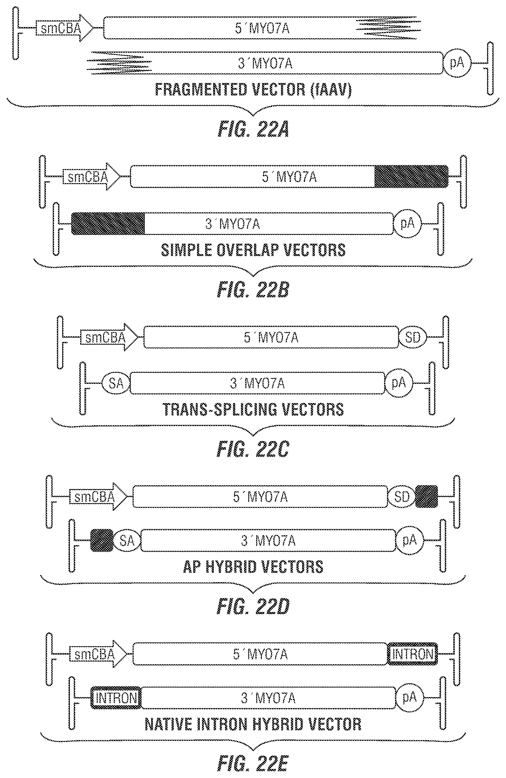 Patent US12377169 Figure 20 – Dual AAV-MYO7A vectors with improved safety for the treatment of USH1B