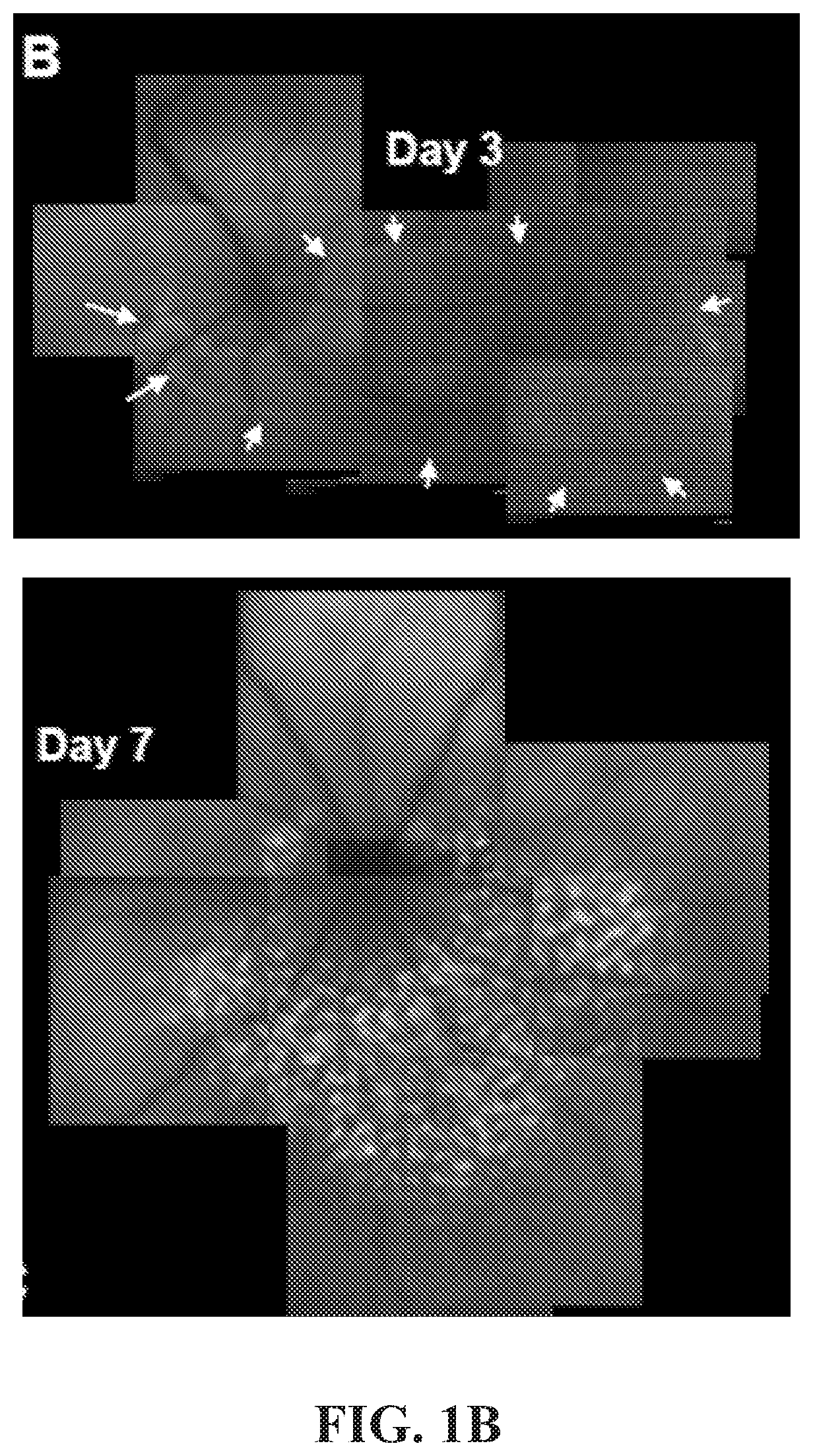 Patent US12377171 Figure 2 – Methods for treating and diagnosing blinding eye diseases