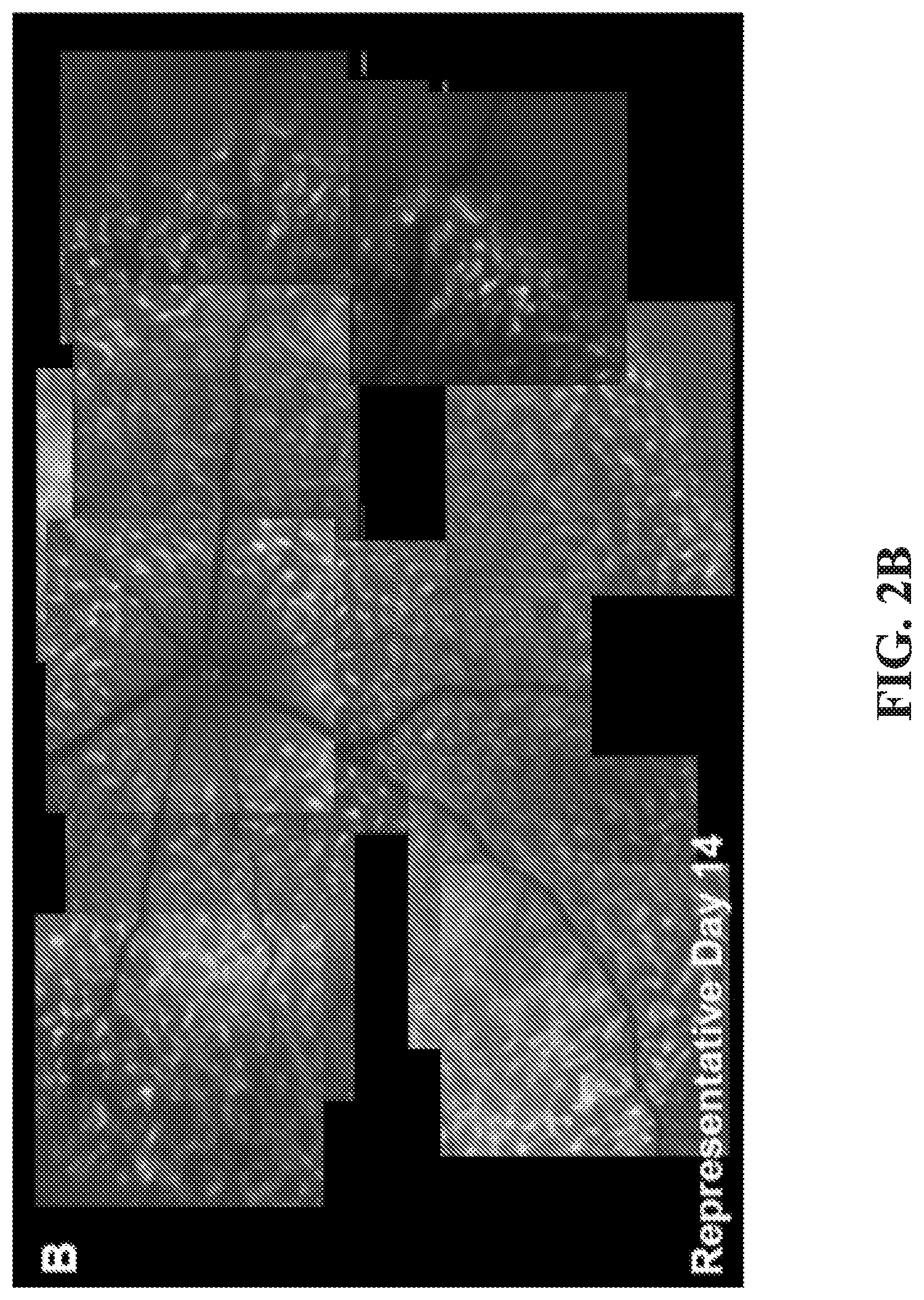 Patent US12377171 Figure 6 – Methods for treating and diagnosing blinding eye diseases
