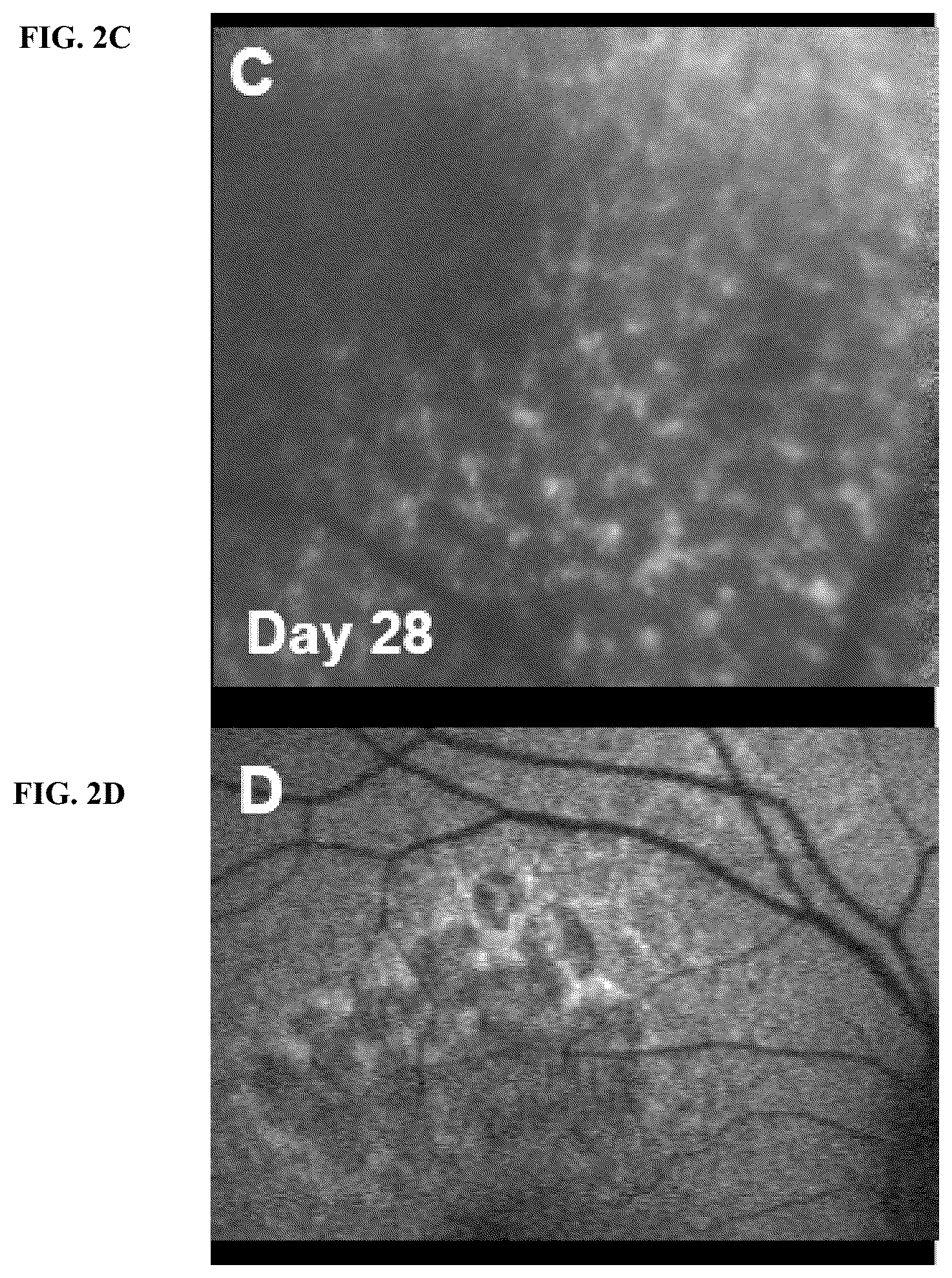 Patent US12377171 Figure 7 – Methods for treating and diagnosing blinding eye diseases