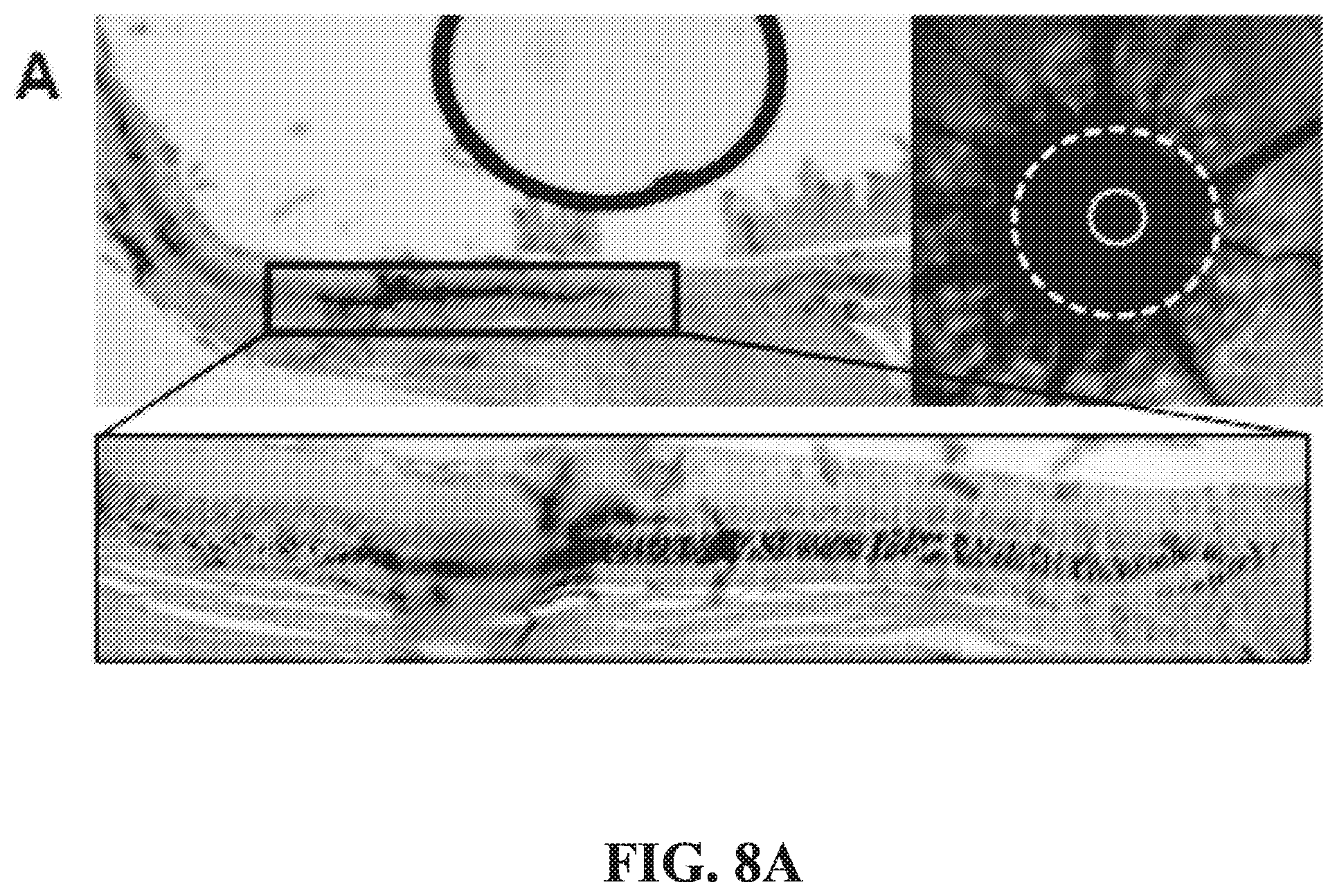 Patent US12377171 Figure 20 – Methods for treating and diagnosing blinding eye diseases