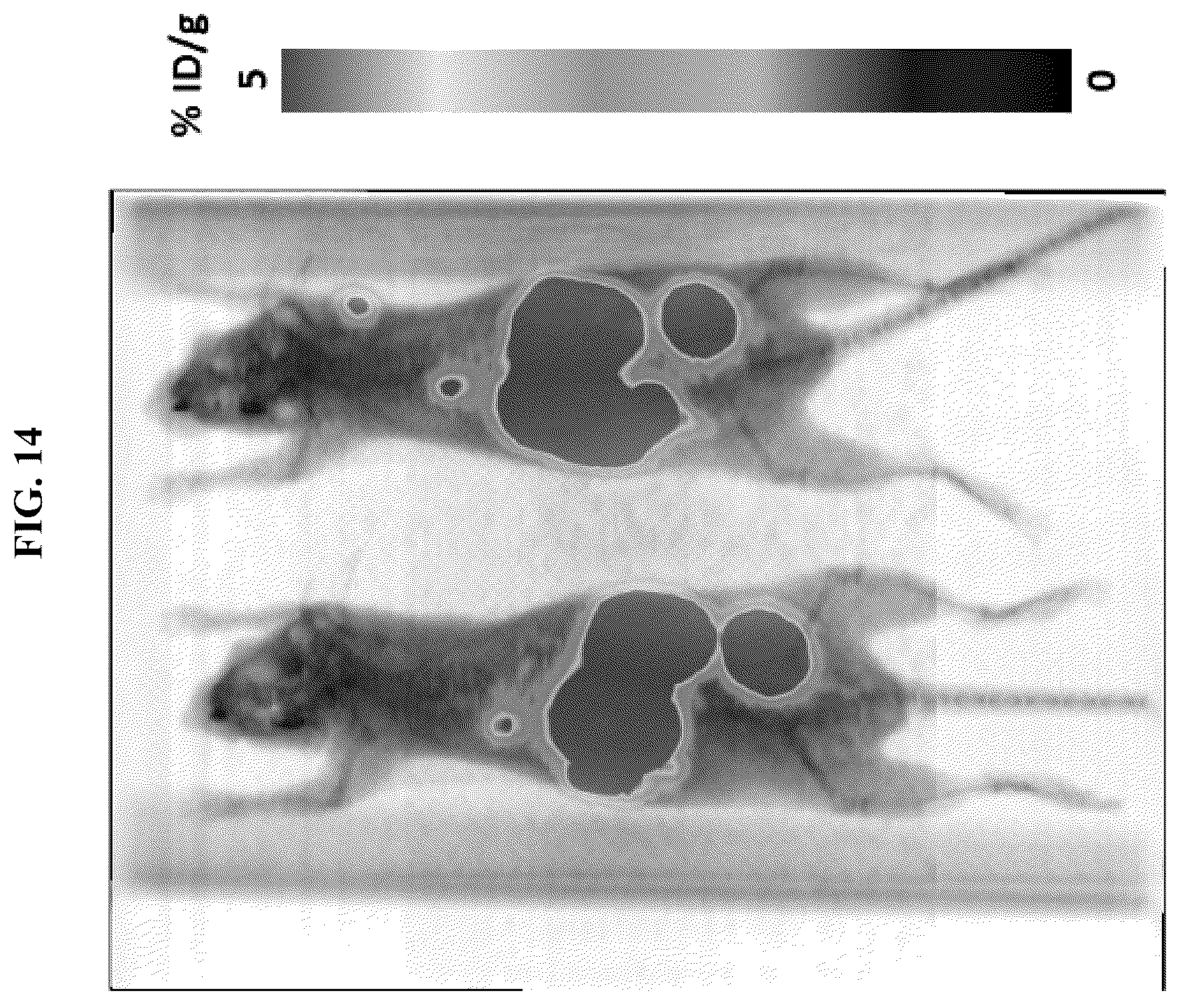 Patent US12377175 Figure 16 – Trifunctional constructs with tunable pharmacokinetics useful in imaging and anti-tumor therapies