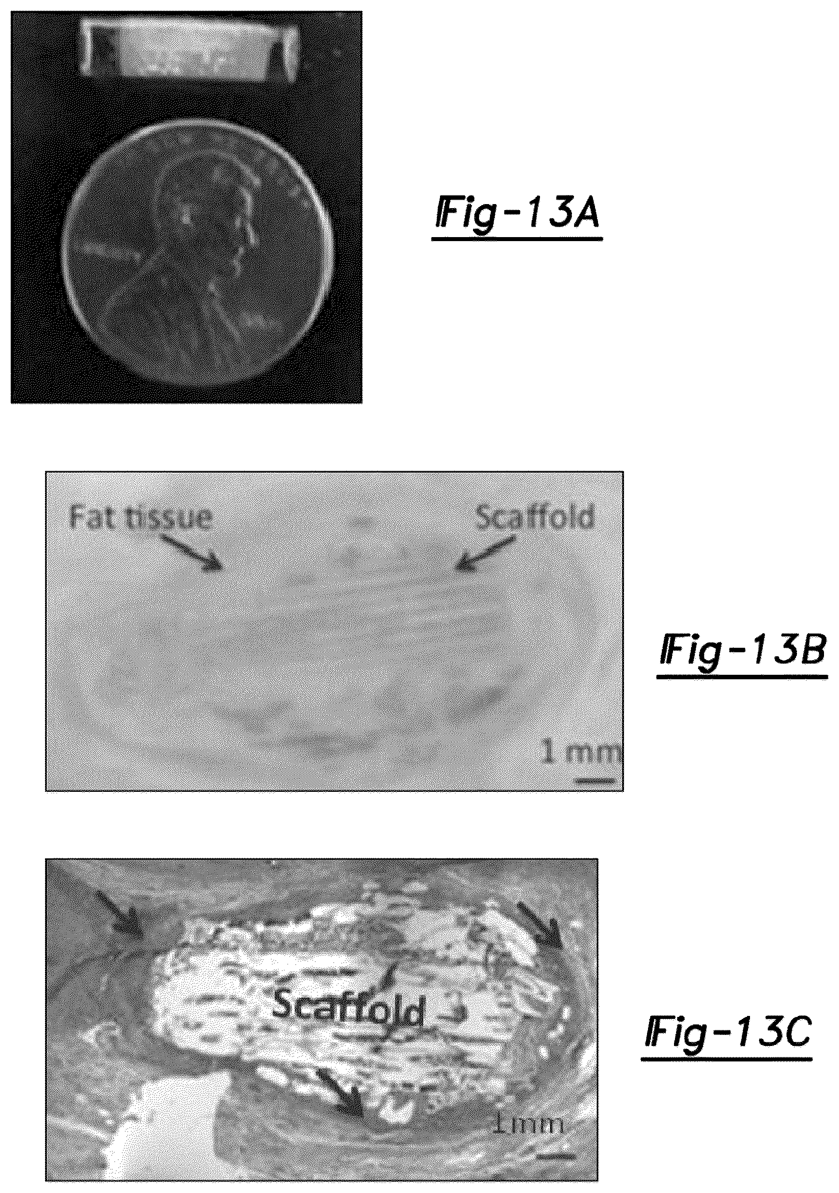 Patent US12377195 Figure 9 – Nerve repair scaffolds having high microchannel volume and methods for making the same
