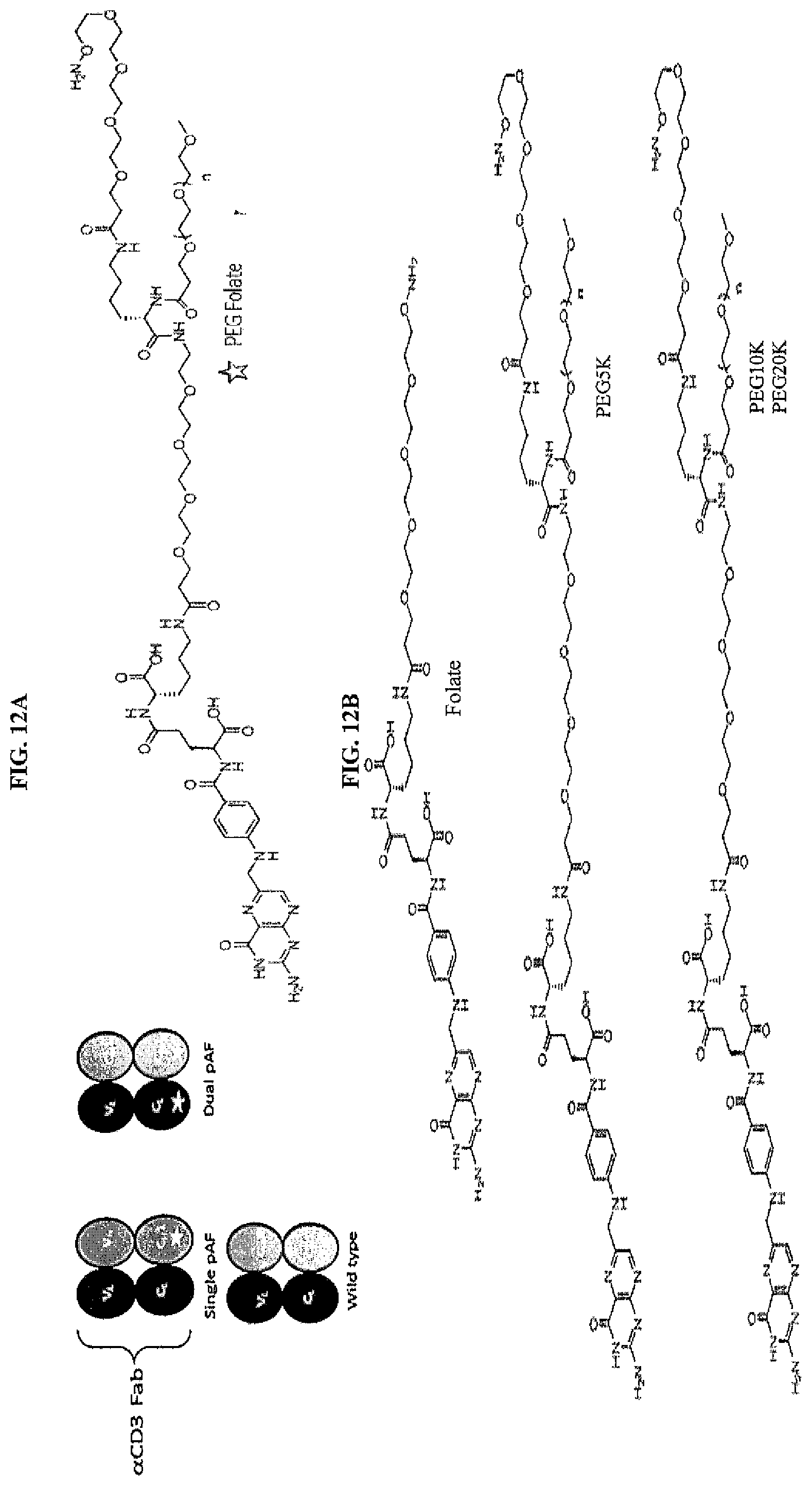 Patent US12377294 Figure 13 – Anti-CD3 antibody folate bioconjugates and their uses