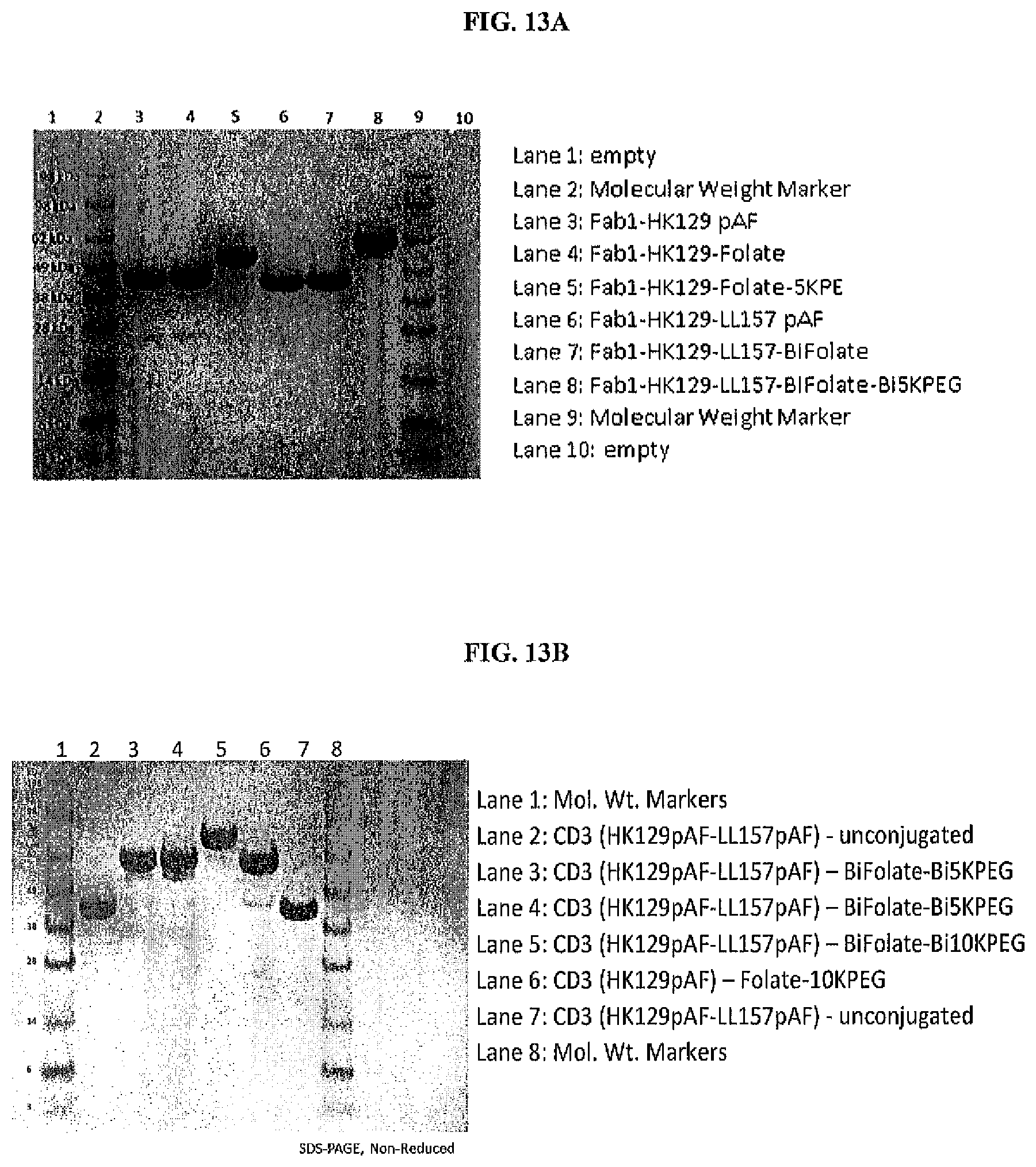 Patent US12377294 Figure 16 – Anti-CD3 antibody folate bioconjugates and their uses