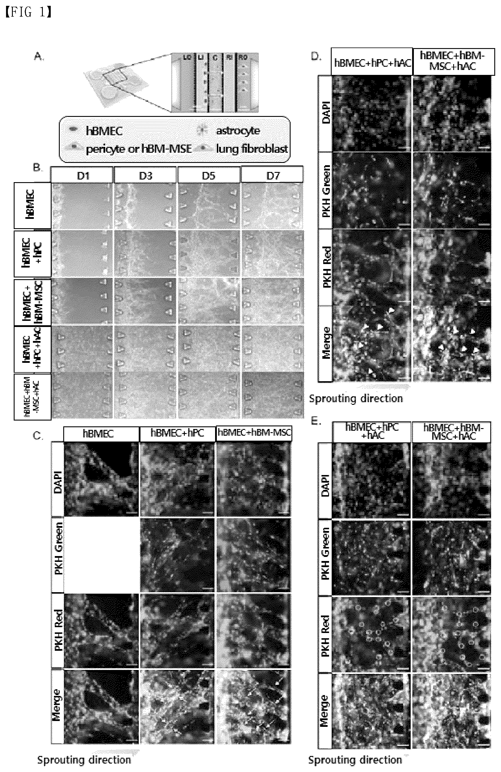 Patent US12377413 Figure 1 – Blood brain barrier-on-a-chip