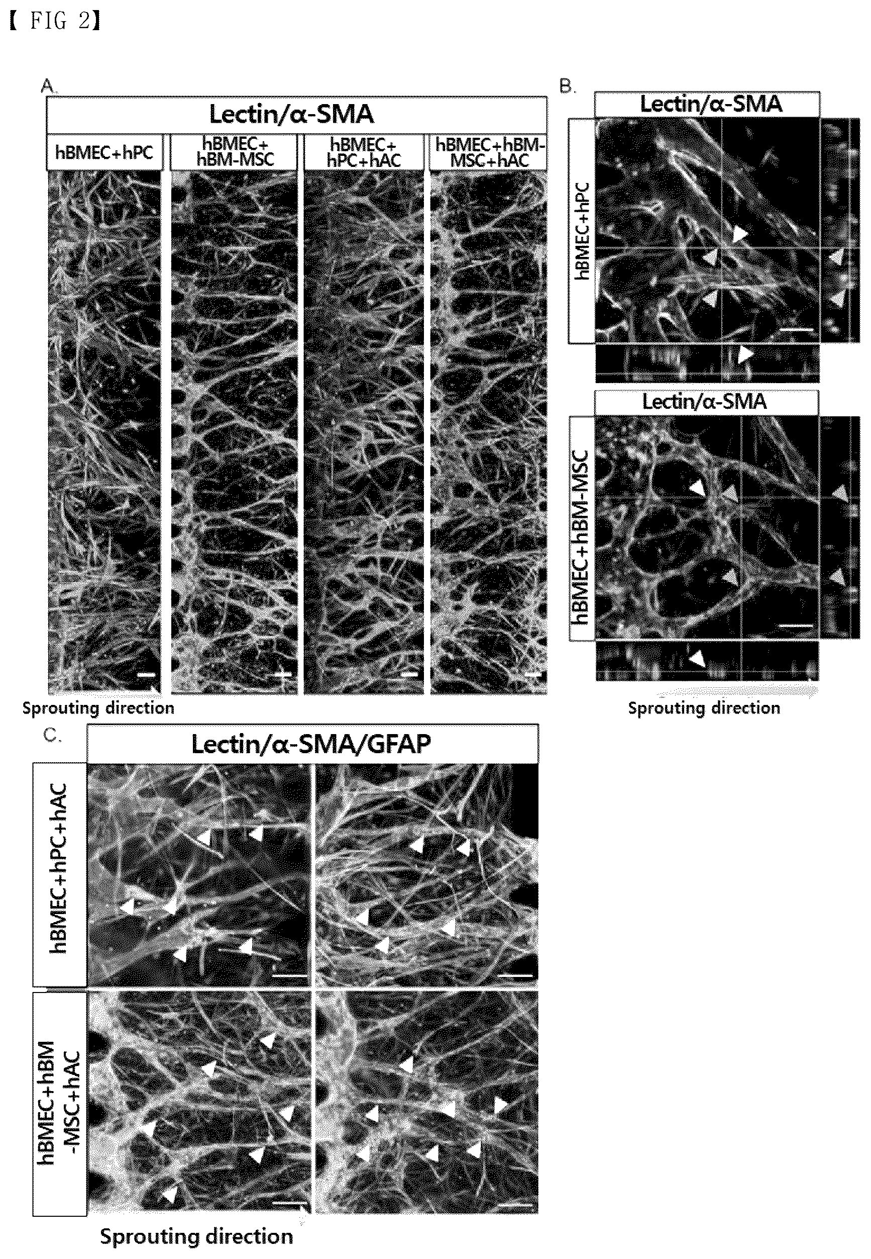 Patent US12377413 Figure 2 – Blood brain barrier-on-a-chip