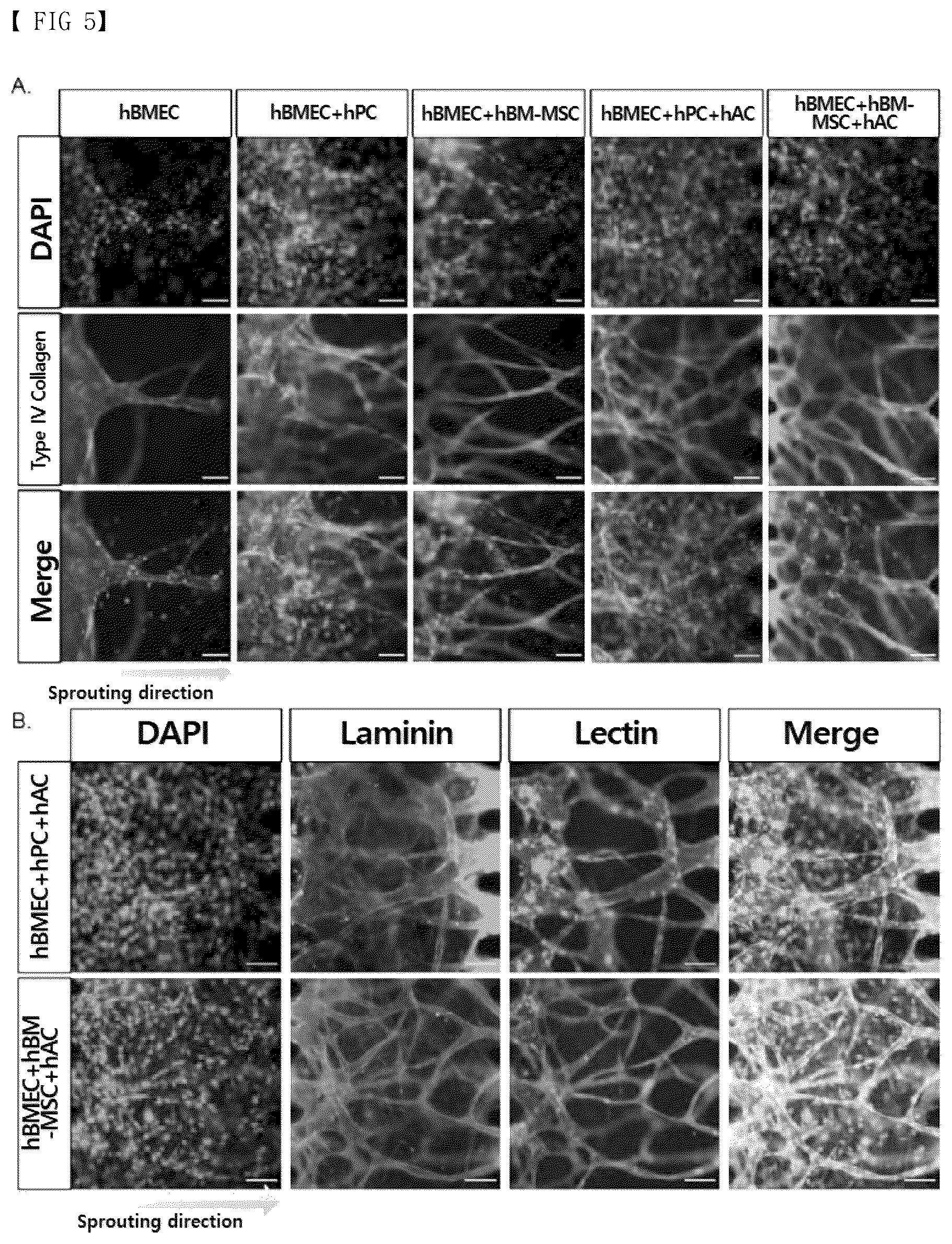 Patent US12377413 Figure 5 – Blood brain barrier-on-a-chip