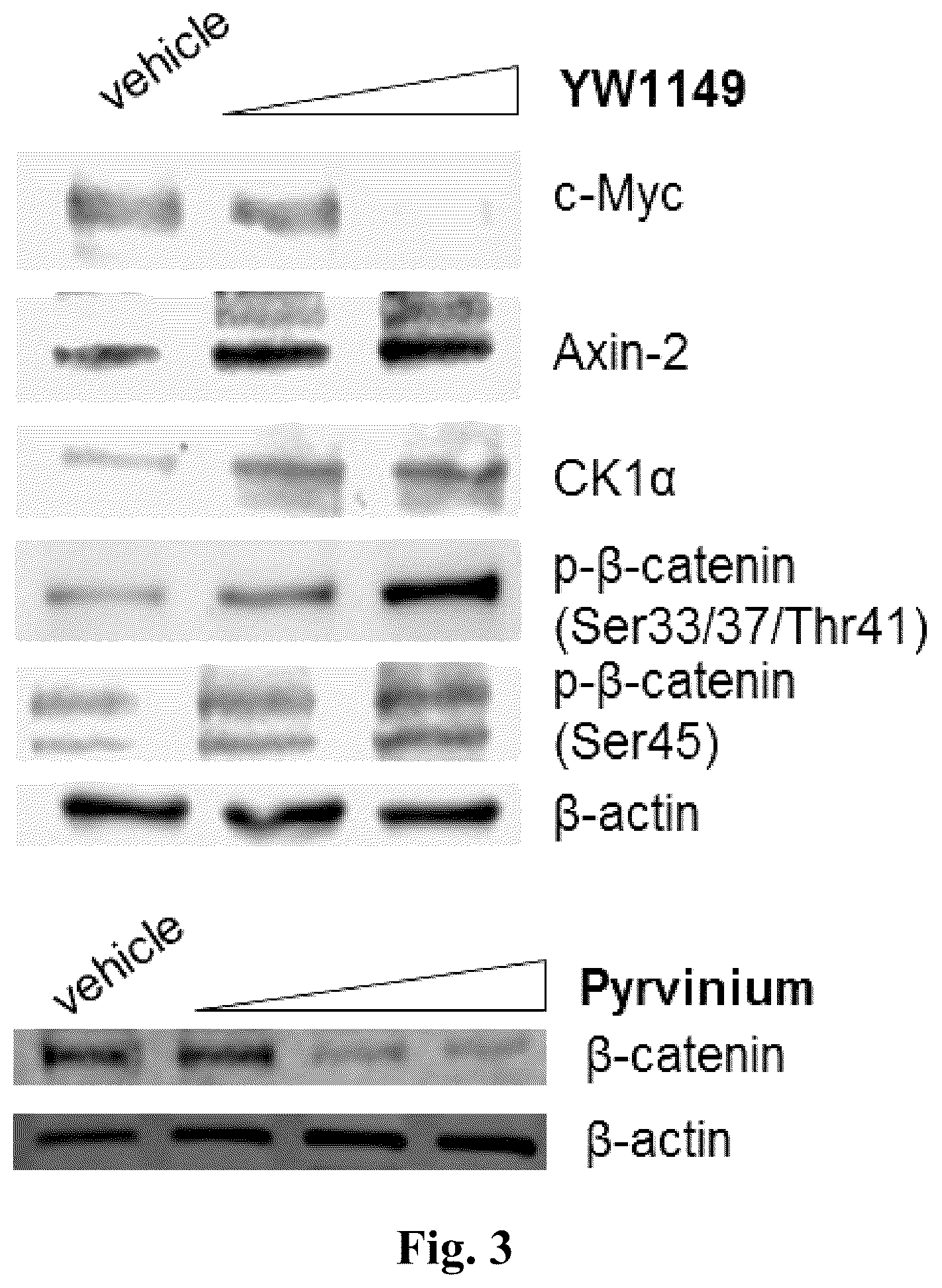 Patent US12378220 Figure 4 – WNT signaling pathway inhibitors for treatments of disease