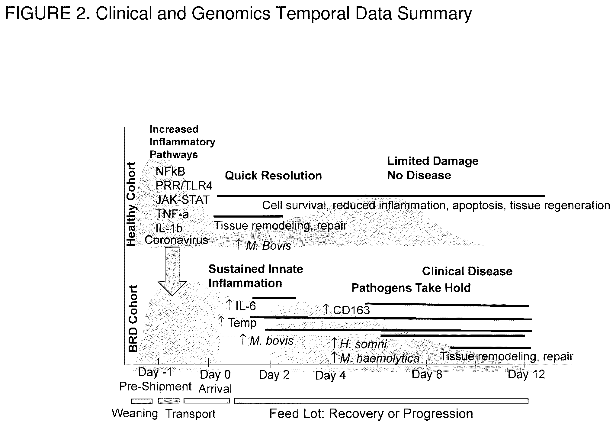 Patent US12378233 Figure 2 – Immunomodulating azalides