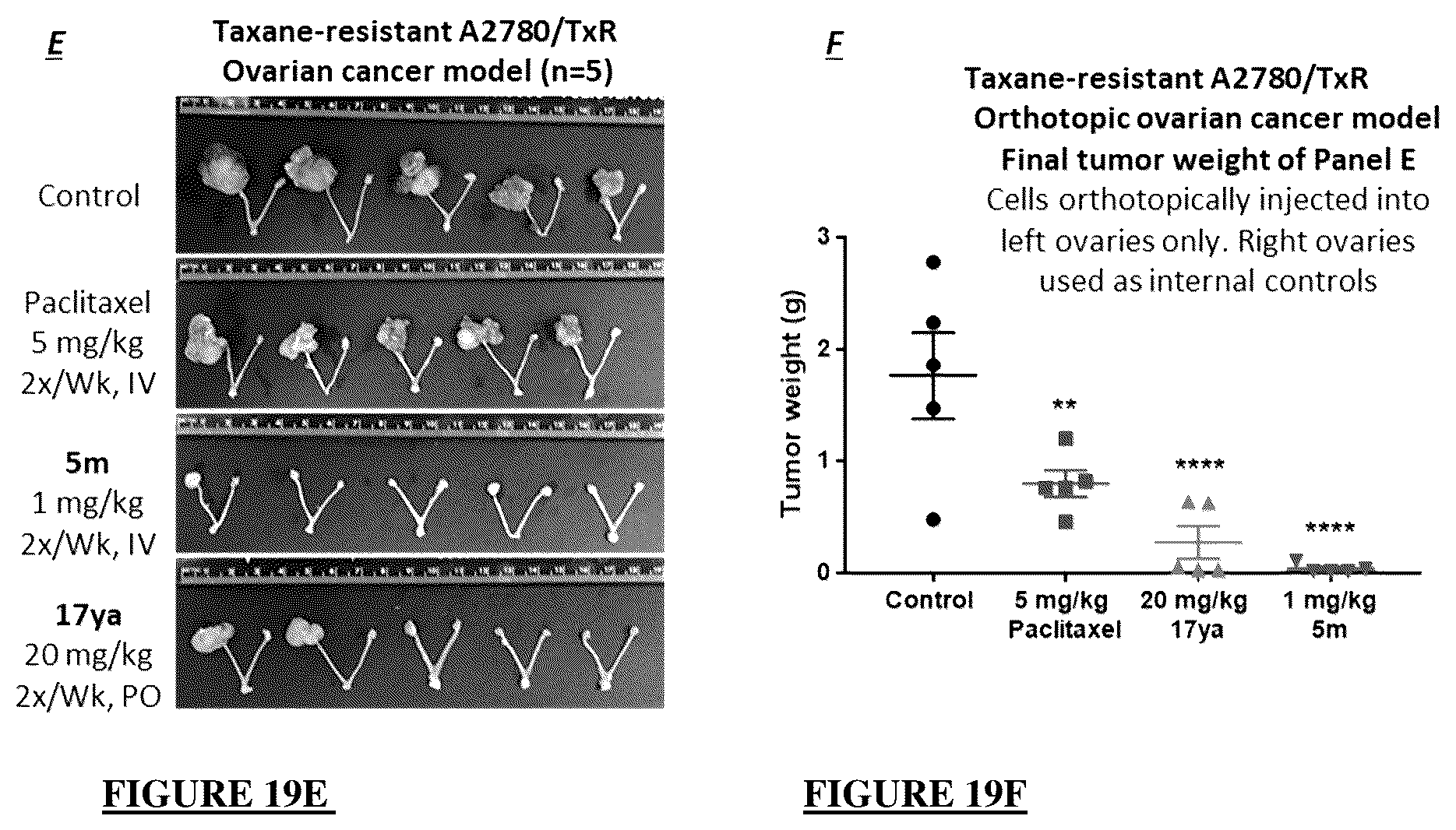 Patent US12378257 Figure 19 – Metabolically stable pyrimidinyl dihydroquinoxalinones as tubulin polymerization inhibitors