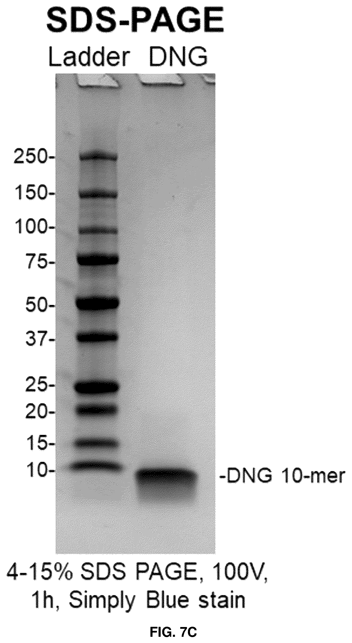 Patent US12378280 Figure 13 – Deoxynucleic guanidines (DNG)-modified oligonucleotides and methods of synthesizing deoxynucleic guanidine strands