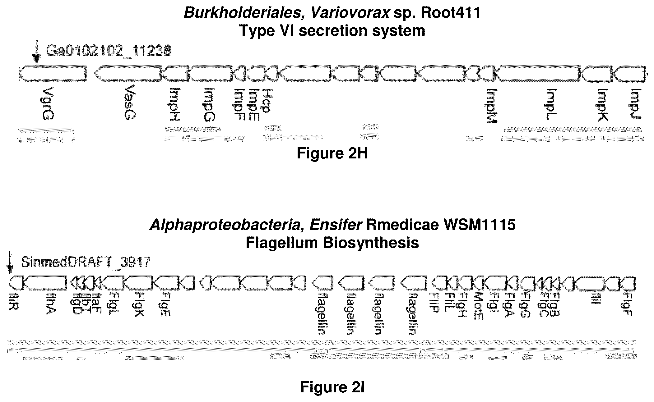 Patent US12378286 Figure 7 – Methods and compositions useful for inhibiting growth of certain bacteria