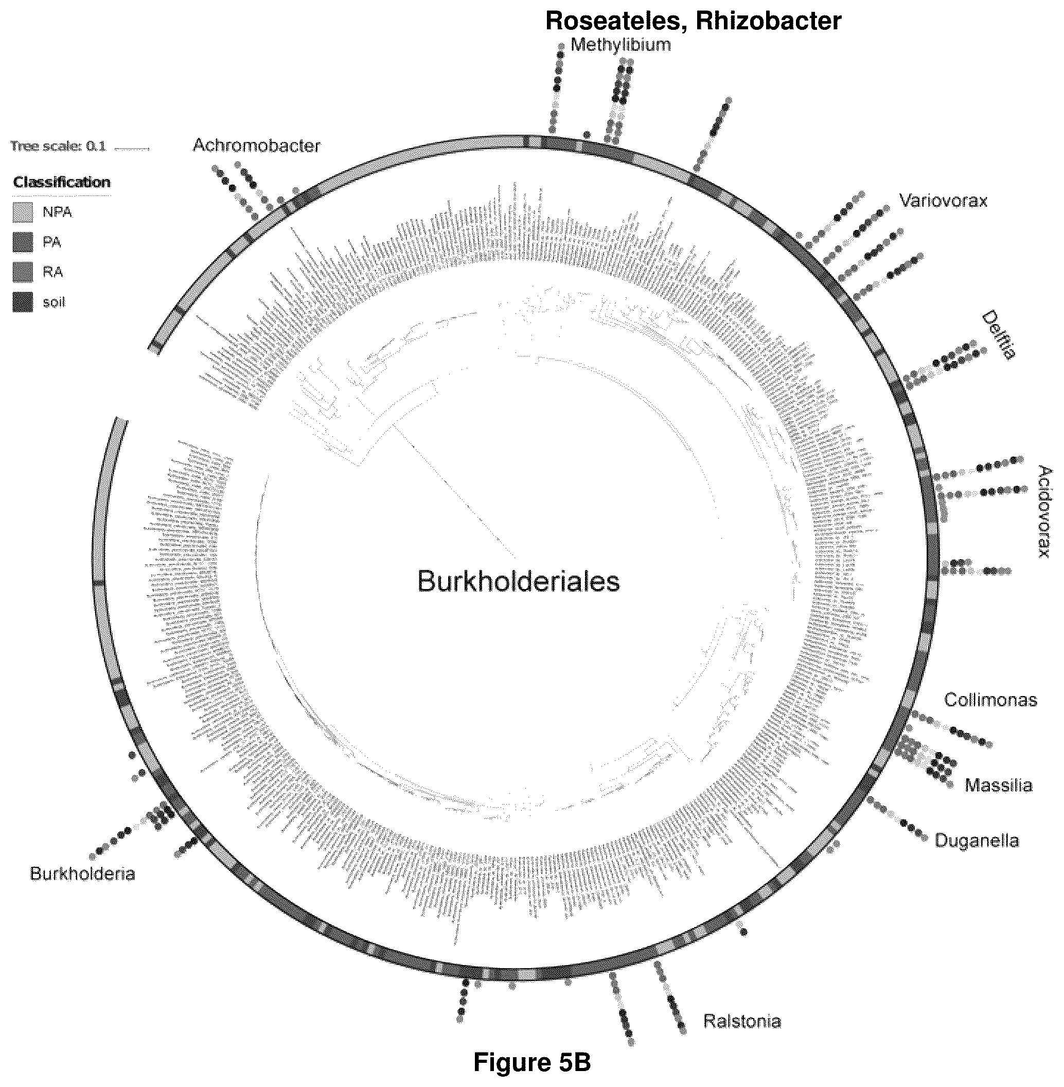 Patent US12378286 Figure 12 – Methods and compositions useful for inhibiting growth of certain bacteria