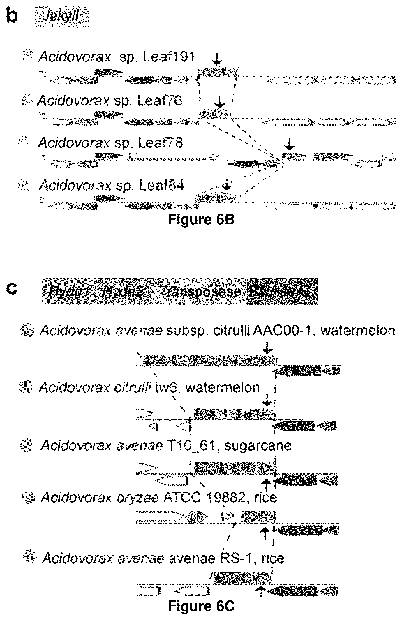 Patent US12378286 Figure 14 – Methods and compositions useful for inhibiting growth of certain bacteria