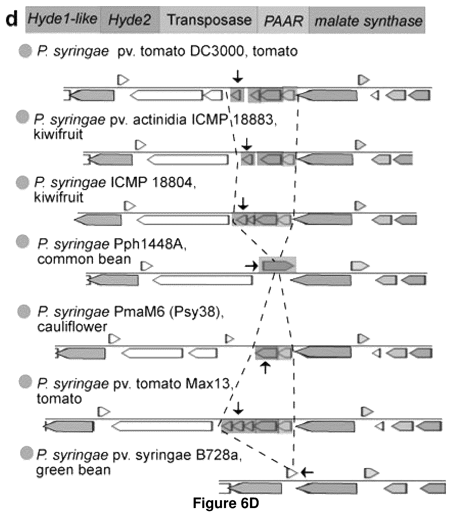Patent US12378286 Figure 15 – Methods and compositions useful for inhibiting growth of certain bacteria