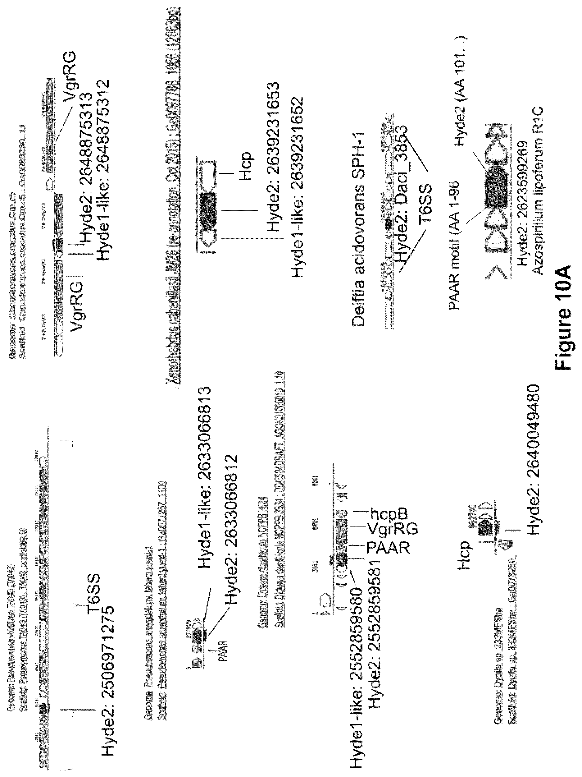 Patent US12378286 Figure 20 – Methods and compositions useful for inhibiting growth of certain bacteria