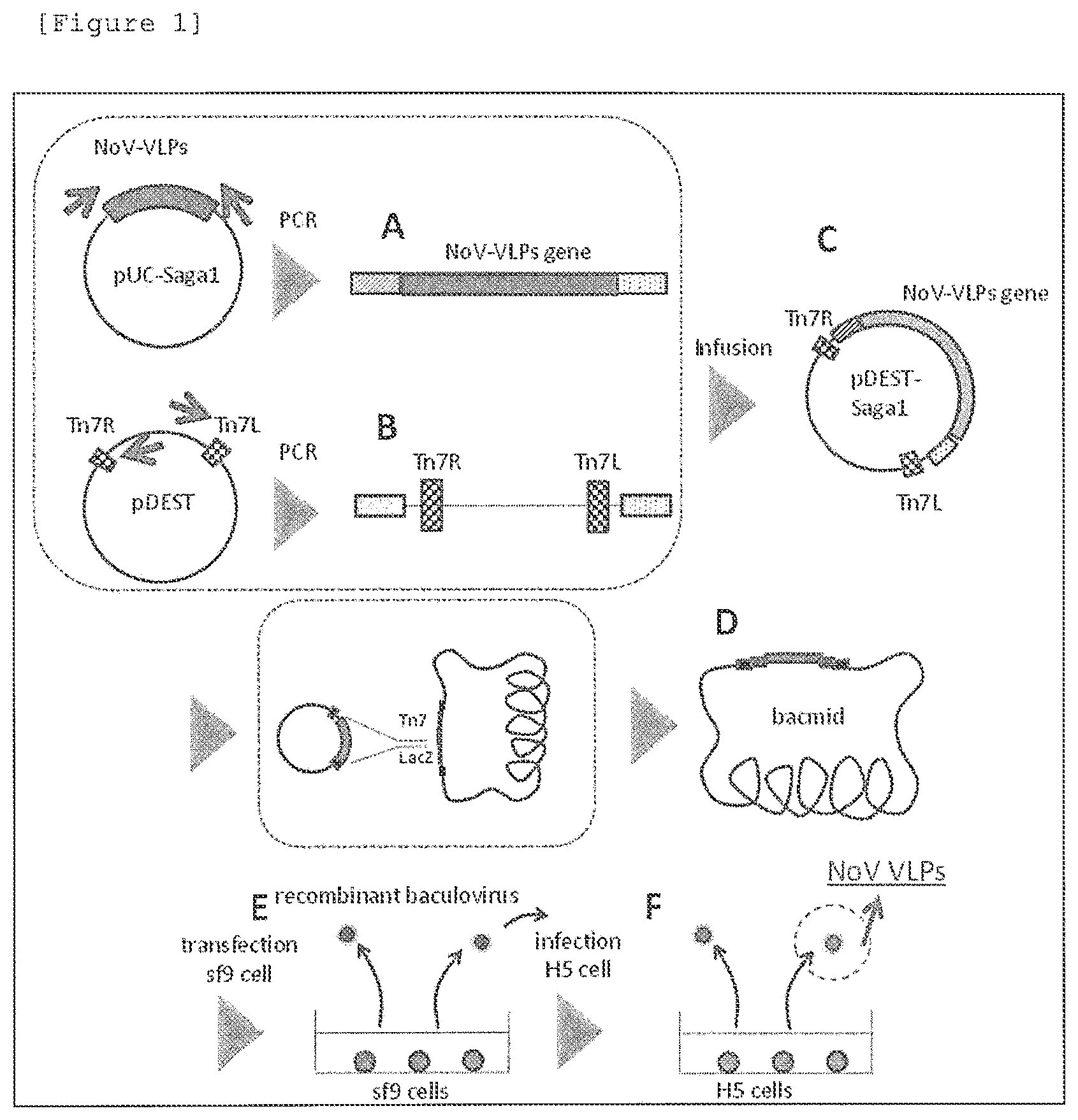 Patent US12378287 Figure 1 – Norovirus-binding peptide