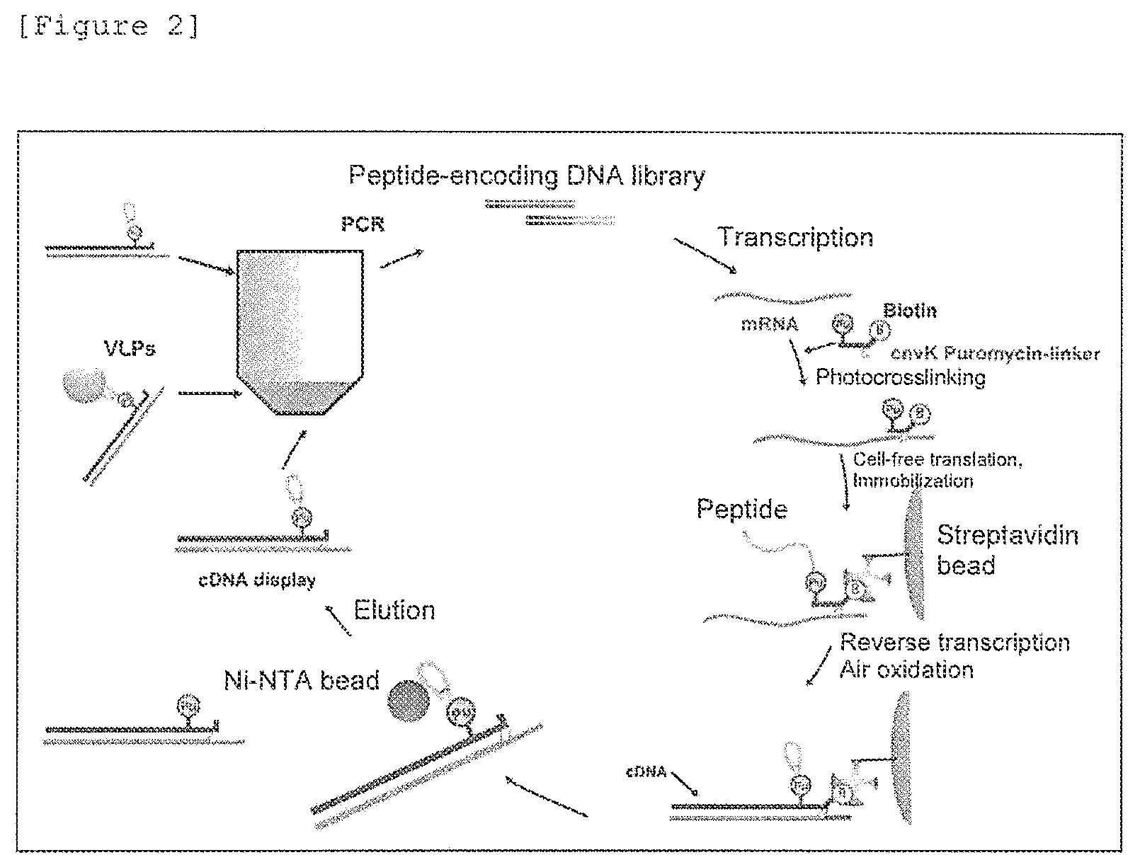 Patent US12378287 Figure 2 – Norovirus-binding peptide
