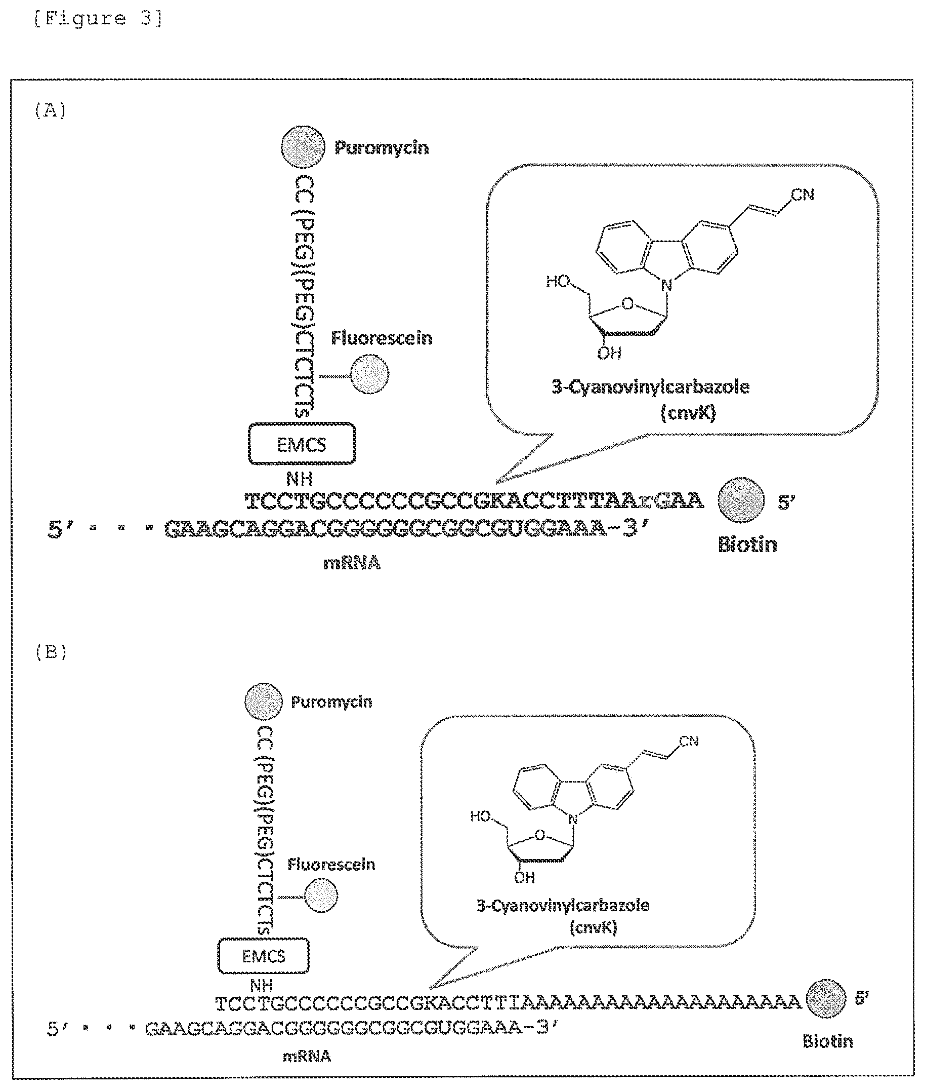 Patent US12378287 Figure 3 – Norovirus-binding peptide