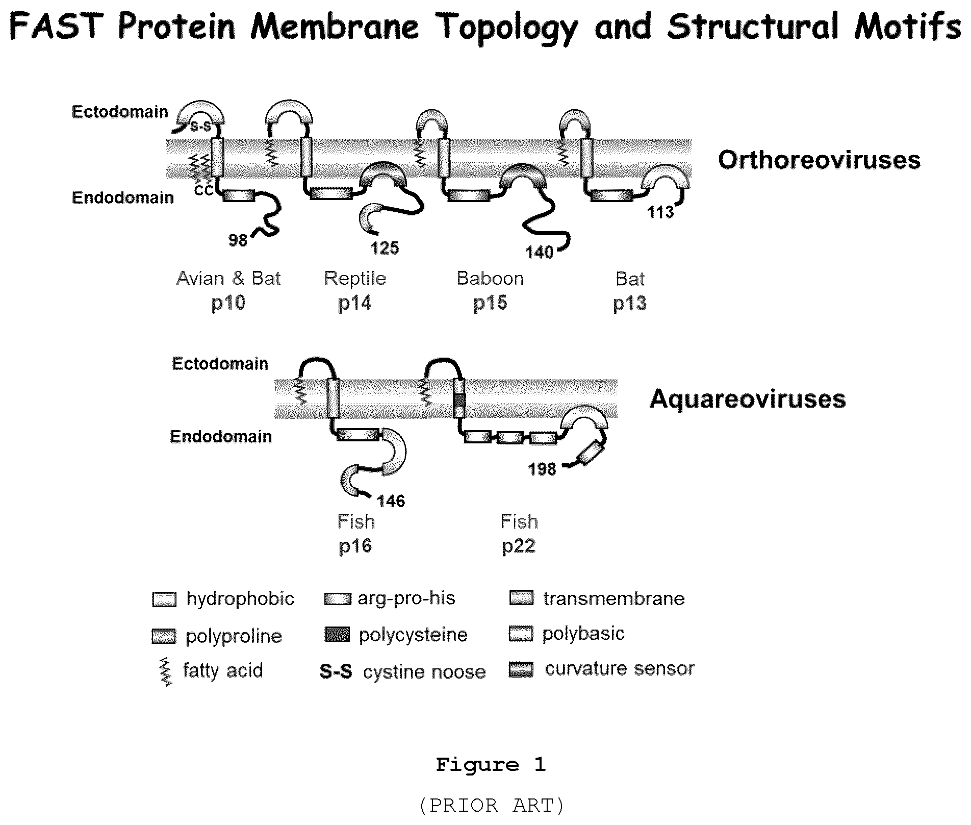 Patent US12378289 Figure 1 – Recombinant oncolytic viruses for treatment of metastatic cancers