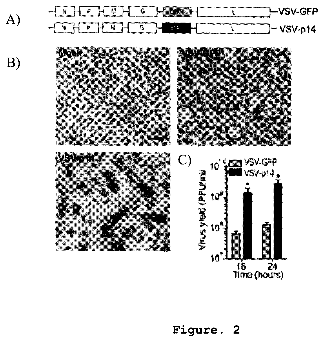 Patent US12378289 Figure 2 – Recombinant oncolytic viruses for treatment of metastatic cancers