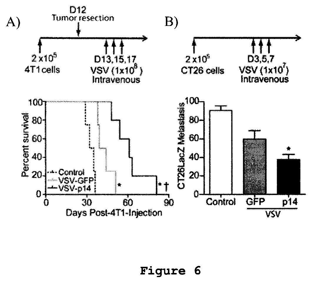 Patent US12378289 Figure 6 – Recombinant oncolytic viruses for treatment of metastatic cancers
