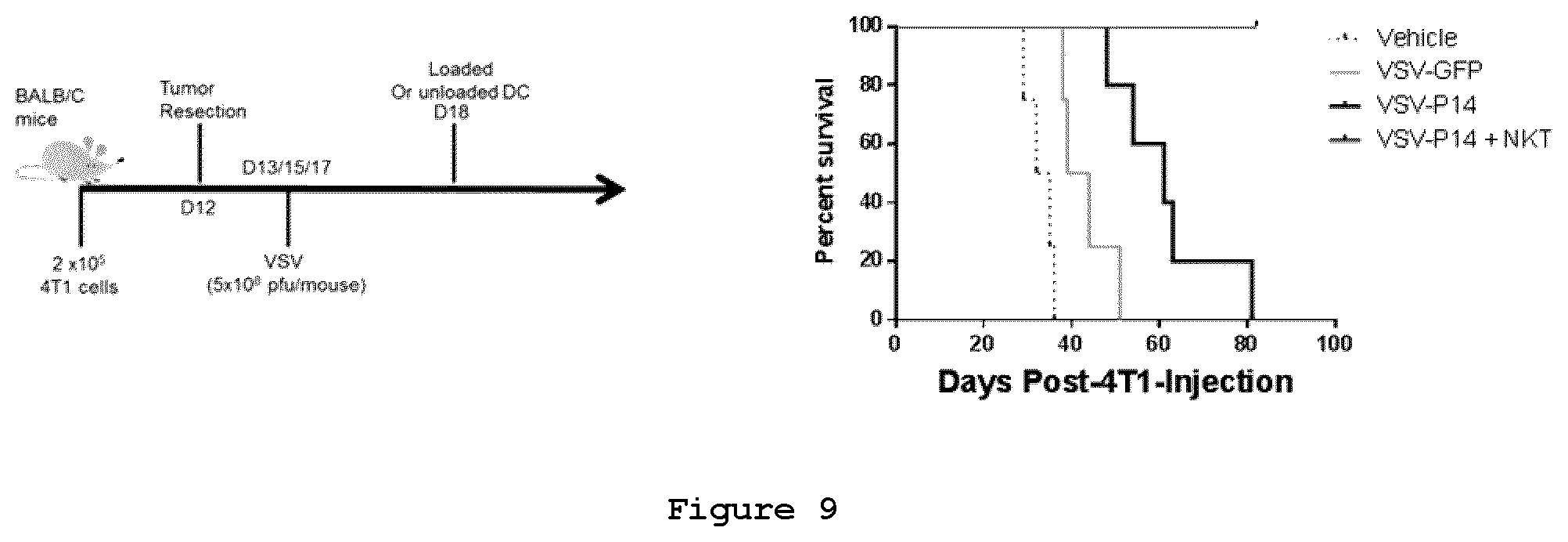 Patent US12378289 Figure 9 – Recombinant oncolytic viruses for treatment of metastatic cancers