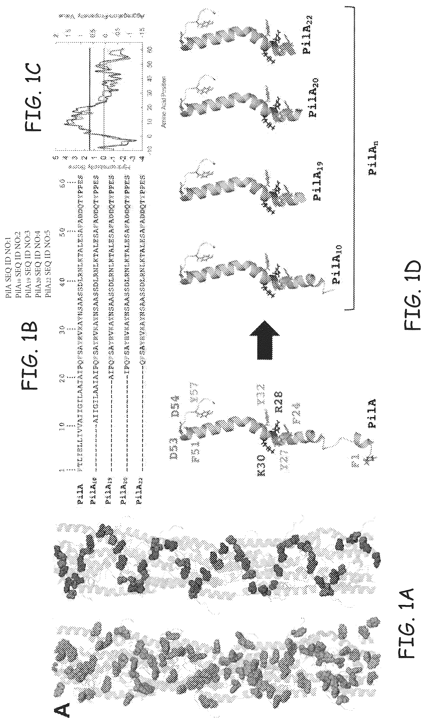 Patent US12378290 Figure 1 – Method for protein nanowire synthesis and tunable control of nanowire length
